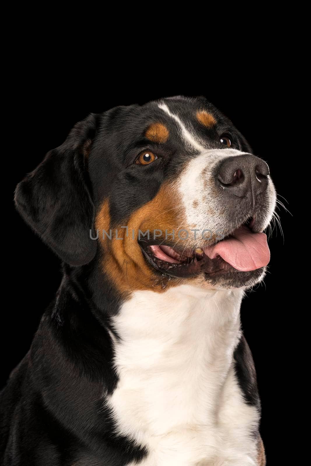 Portrait Swiss Mountain dog isolated black background sitting by LeoniekvanderVliet