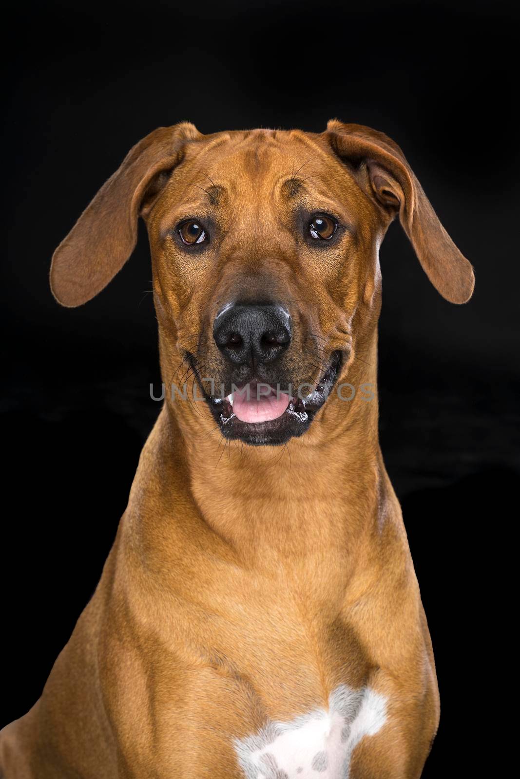 Portrait of Rhodesian Ridgeback dog isolated on a black background sitting looking at the camera