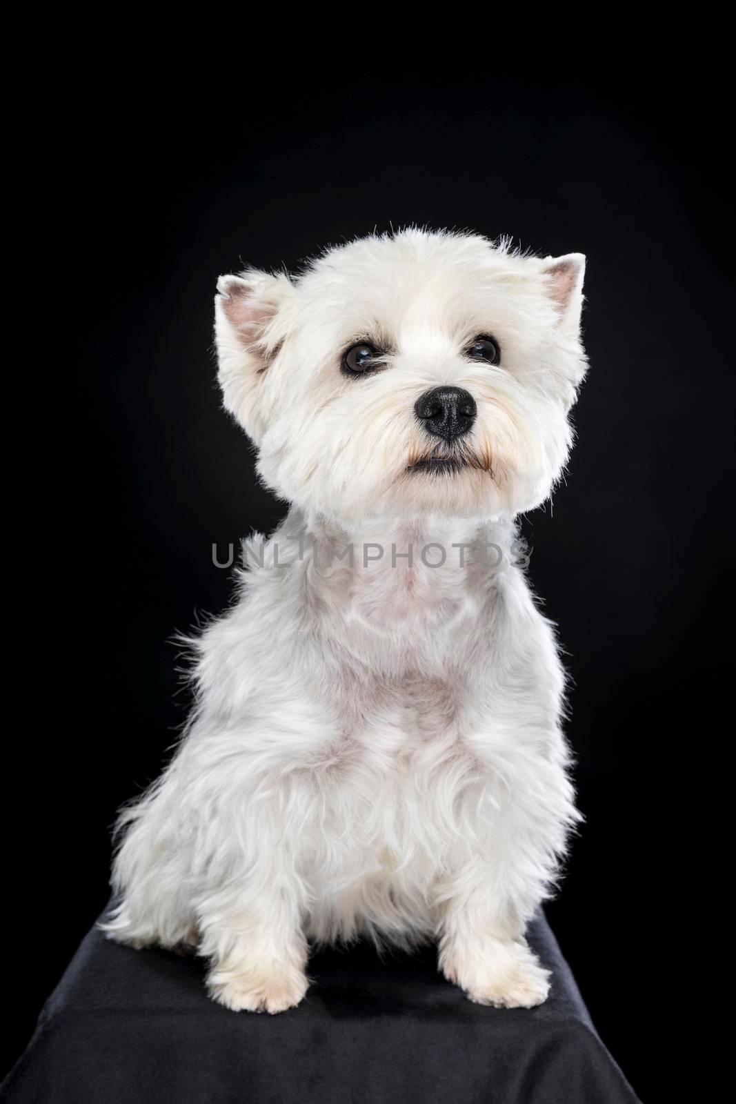 A white West Highland Terrier Westie sitting looking at camera isolated on a black background