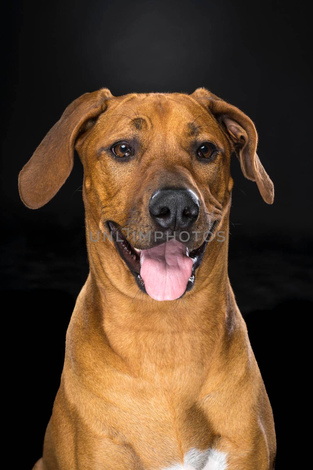 Portrait Rhodesian Ridgeback dog isolated black background sitting by LeoniekvanderVliet