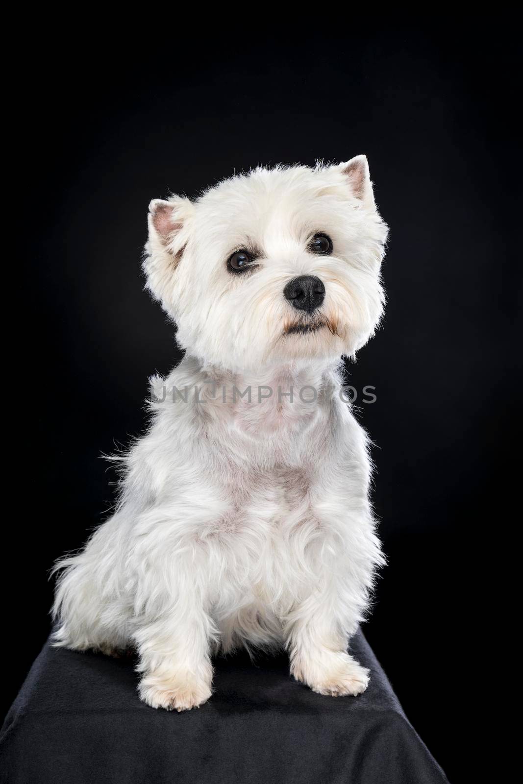 A white West Highland Terrier Westie sitting looking at camera isolated on a black background