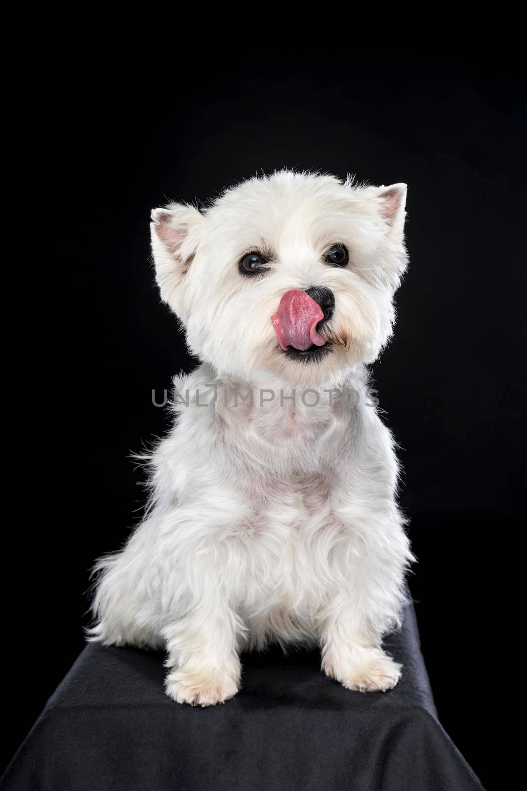 A white West Highland Terrier Westie sitting looking at camera isolated on a black background licking nose