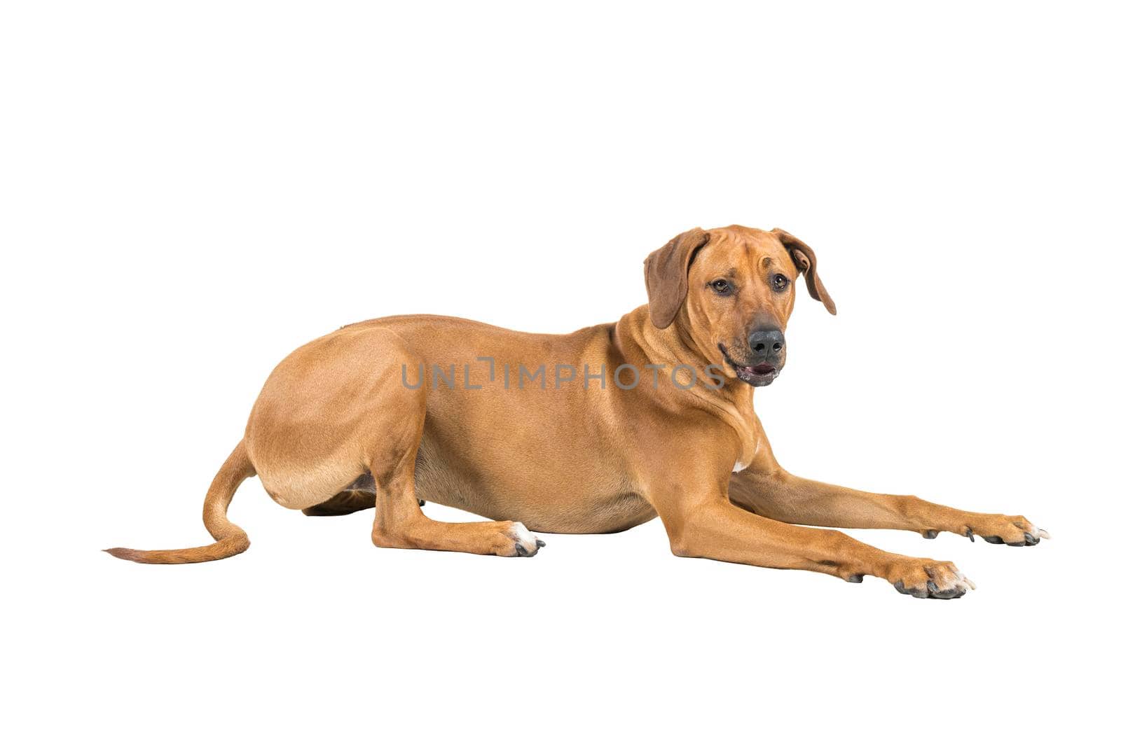 Portrait of a Rhodesian Ridgeback dog isolated on a white background sitting showing his back looking at the camera by LeoniekvanderVliet