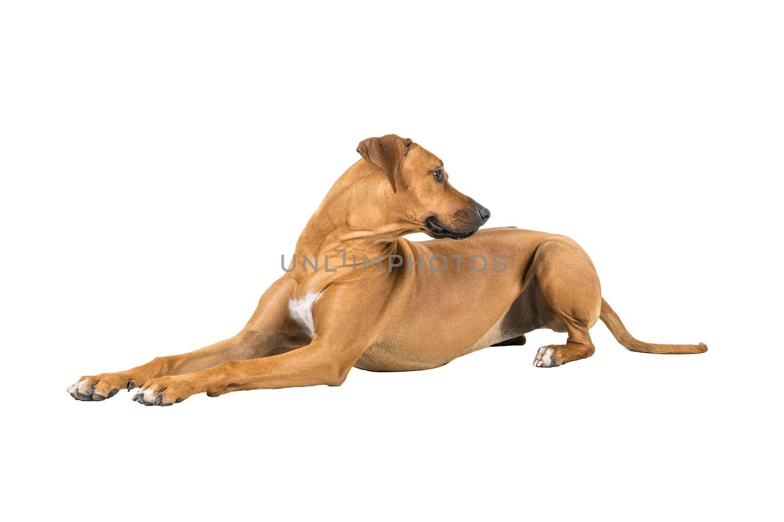 Portrait of a Rhodesian Ridgeback dog isolated on a white background studio shot lying down side ways by LeoniekvanderVliet