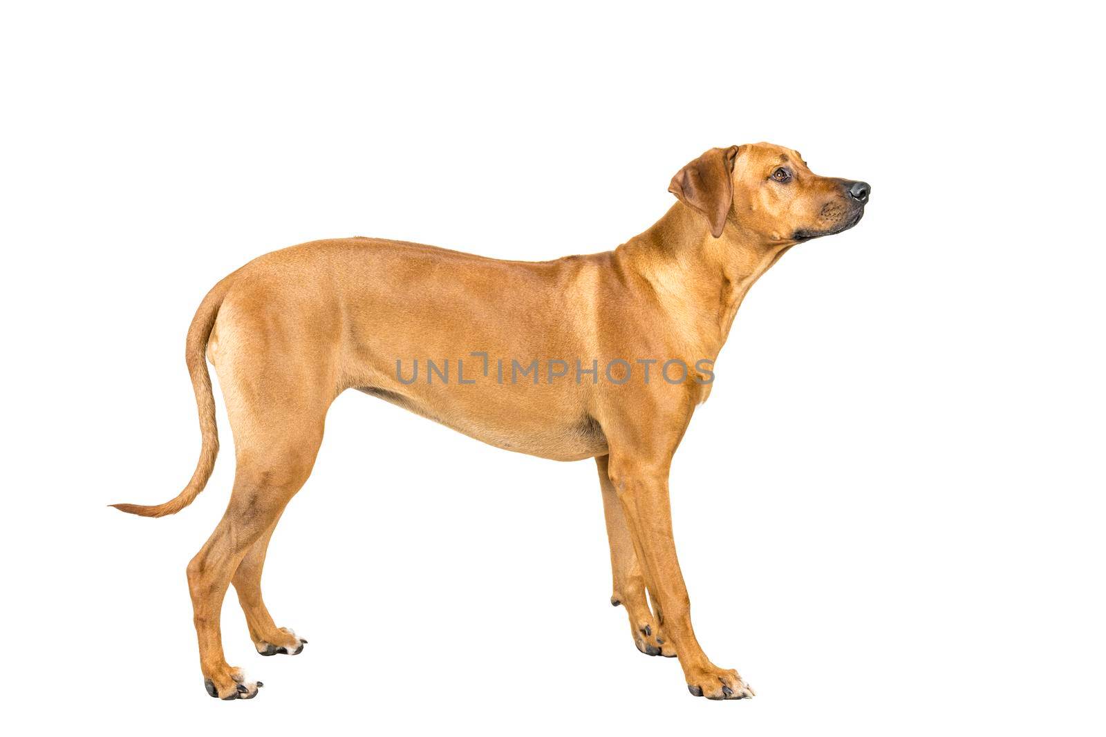 Portrait of a Rhodesian Ridgeback dog isolated on white background studio shot