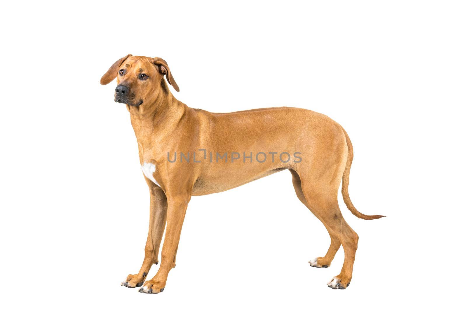 Portrait of a Rhodesian Ridgeback dog isolated on a white background studio shot standing sideways by LeoniekvanderVliet