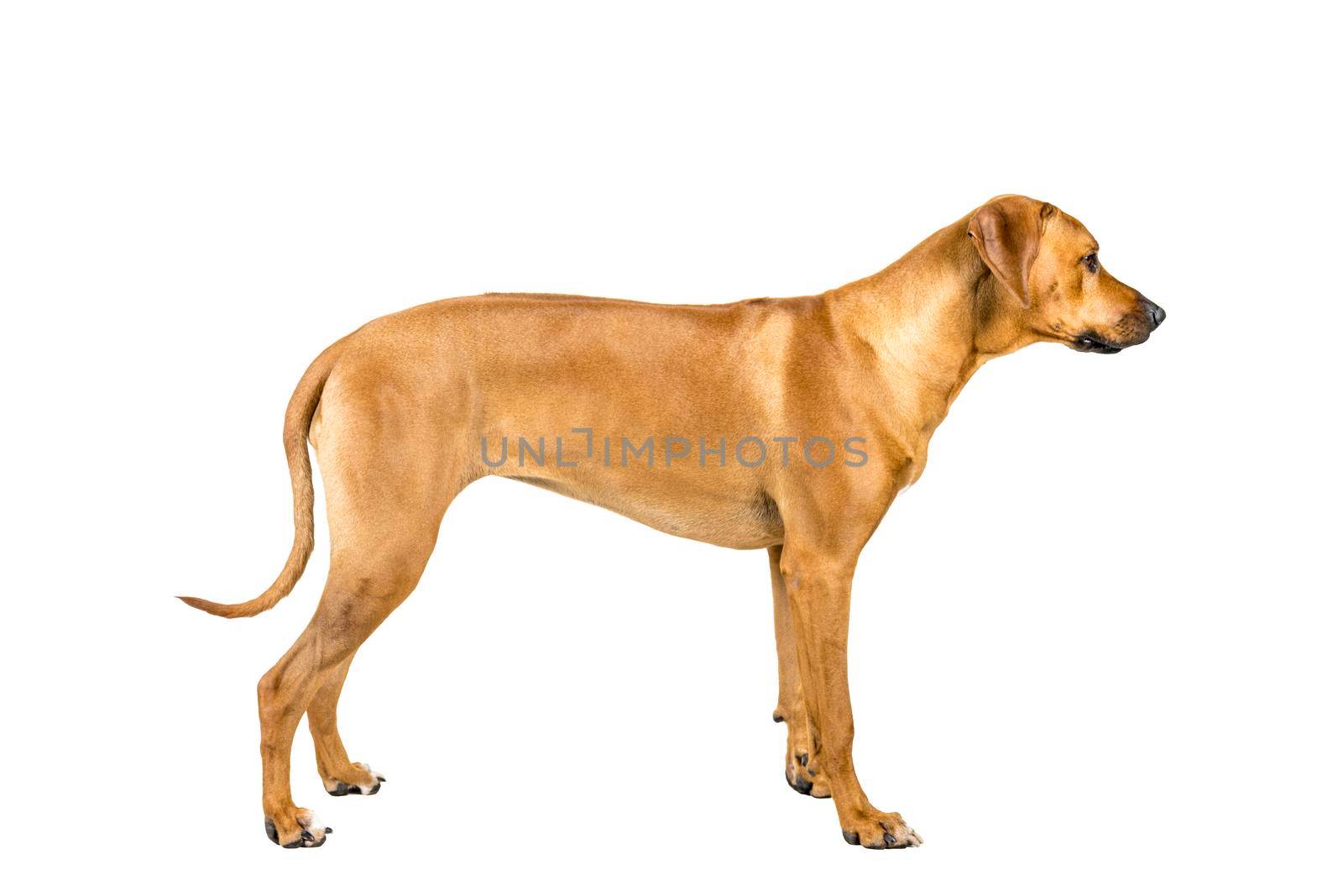 Portrait of a Rhodesian Ridgeback dog isolated on a white background studio shot standing sideways by LeoniekvanderVliet