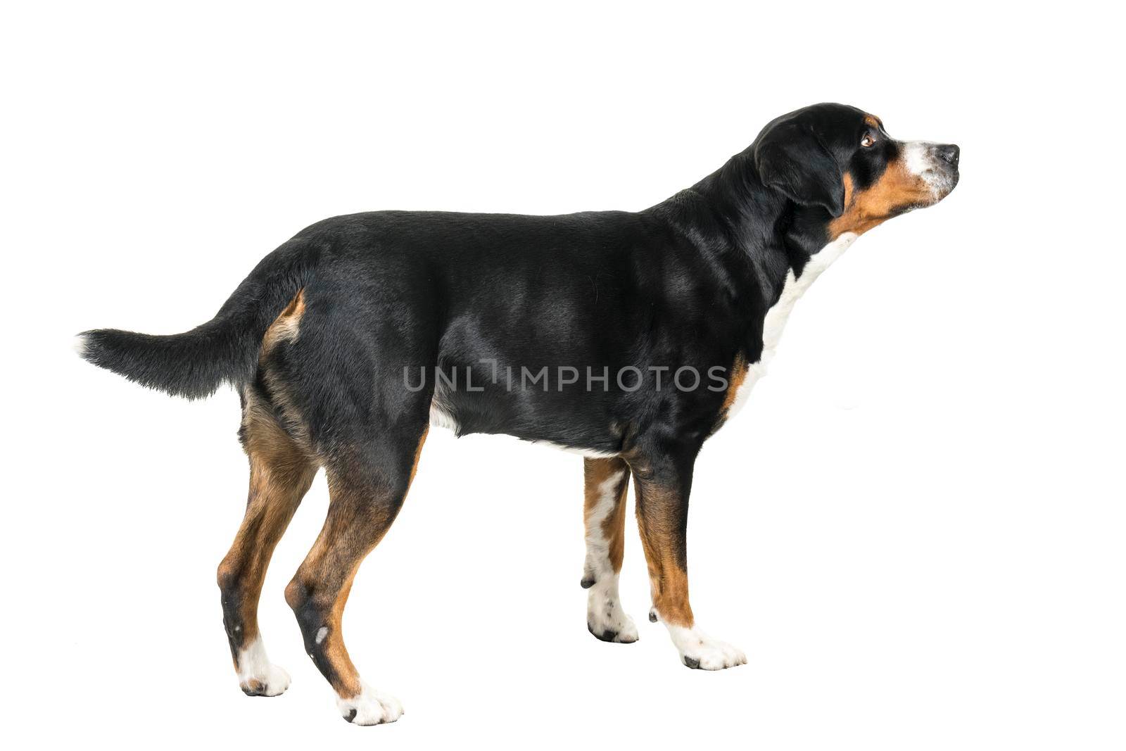 A Greater Swiss Mountain Dog standing and looking away from the camera