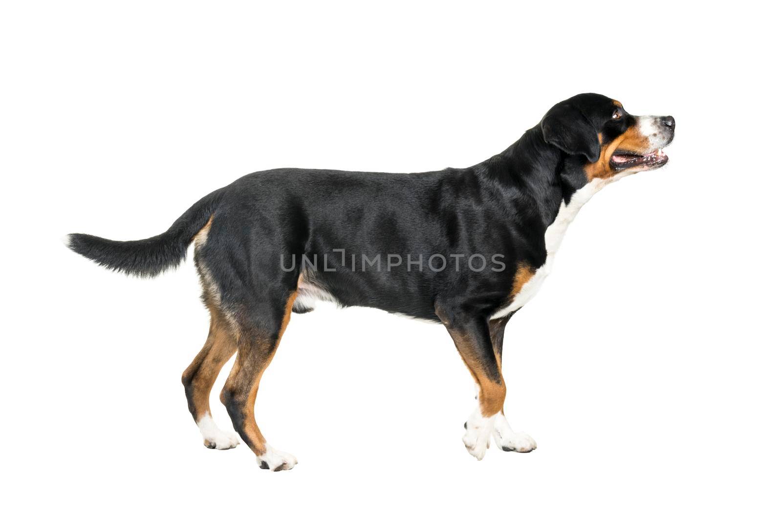 Greater Swiss Mountain Dog standing and looking away from the camera by LeoniekvanderVliet