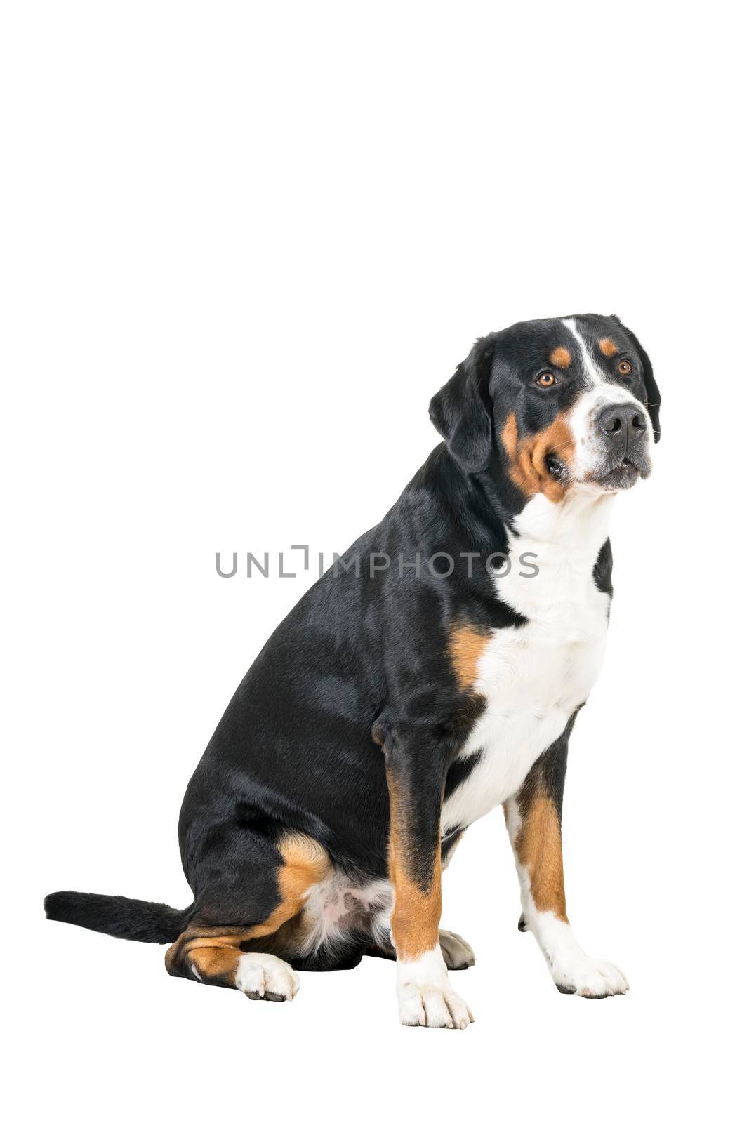 A Greater Swiss Mountain Dog sitting side ways and looking next to the camera