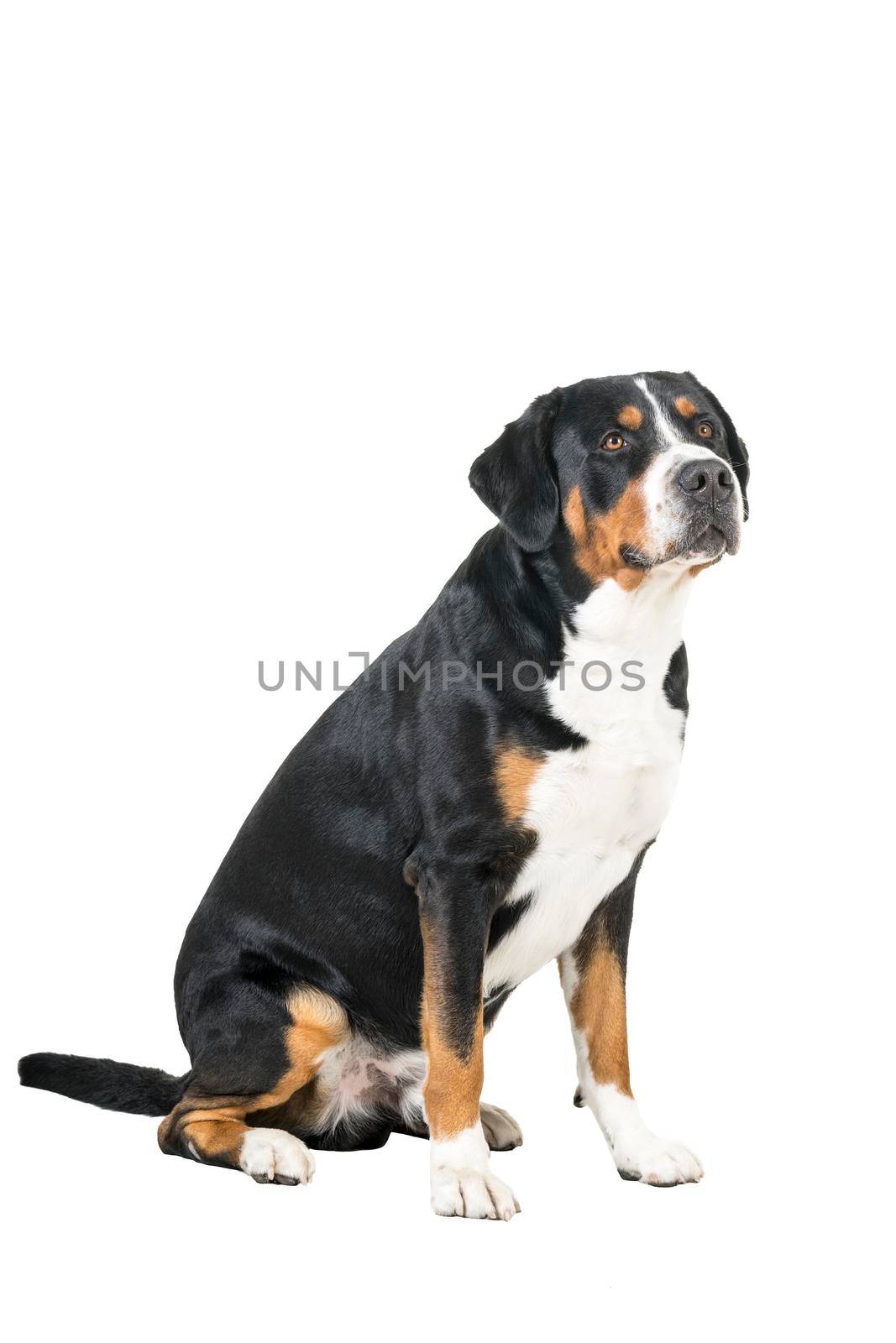 A Greater Swiss Mountain Dog sitting side ways and looking next to the camera