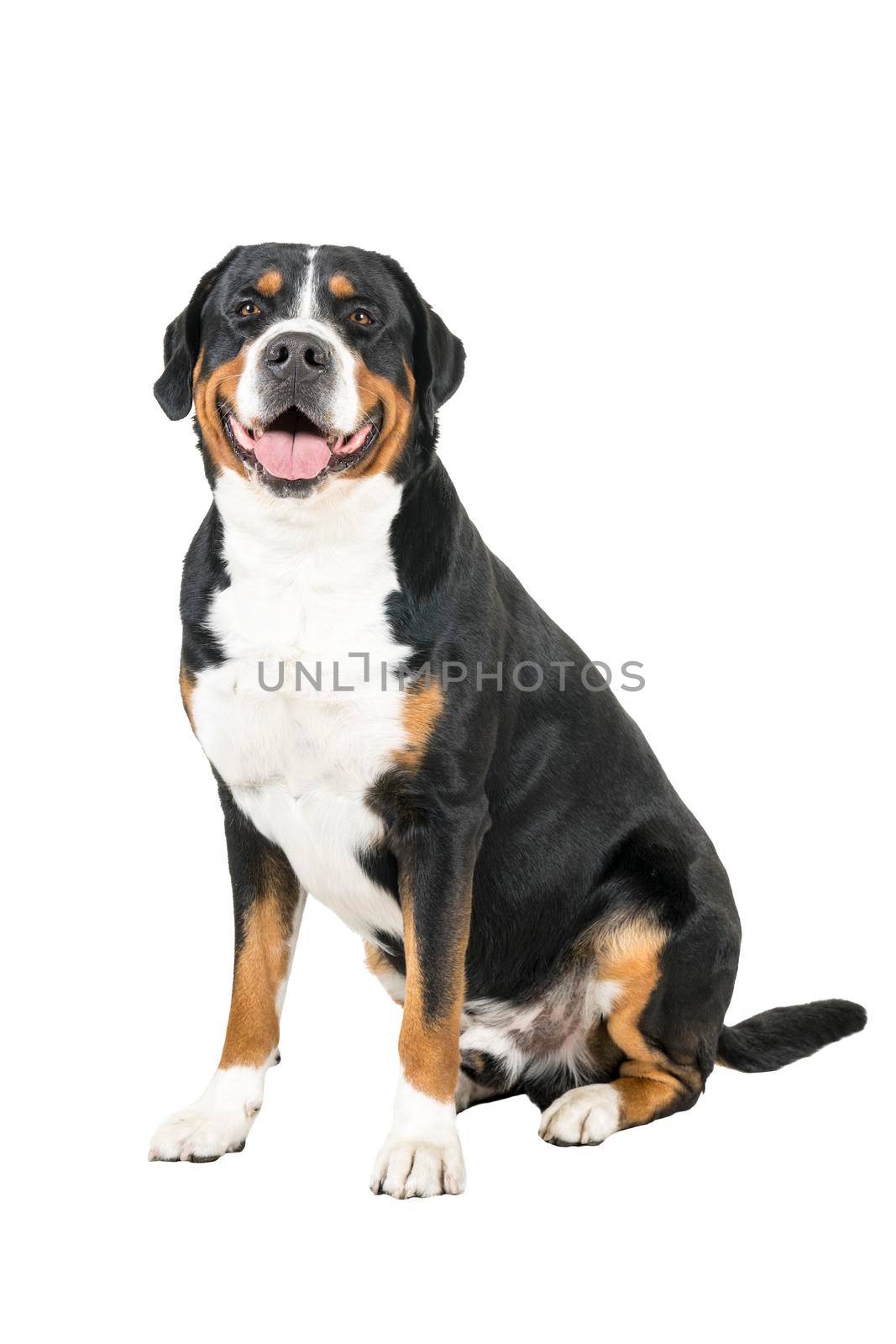 A Greater Swiss Mountain Dog sitting side ways and looking into the camera
