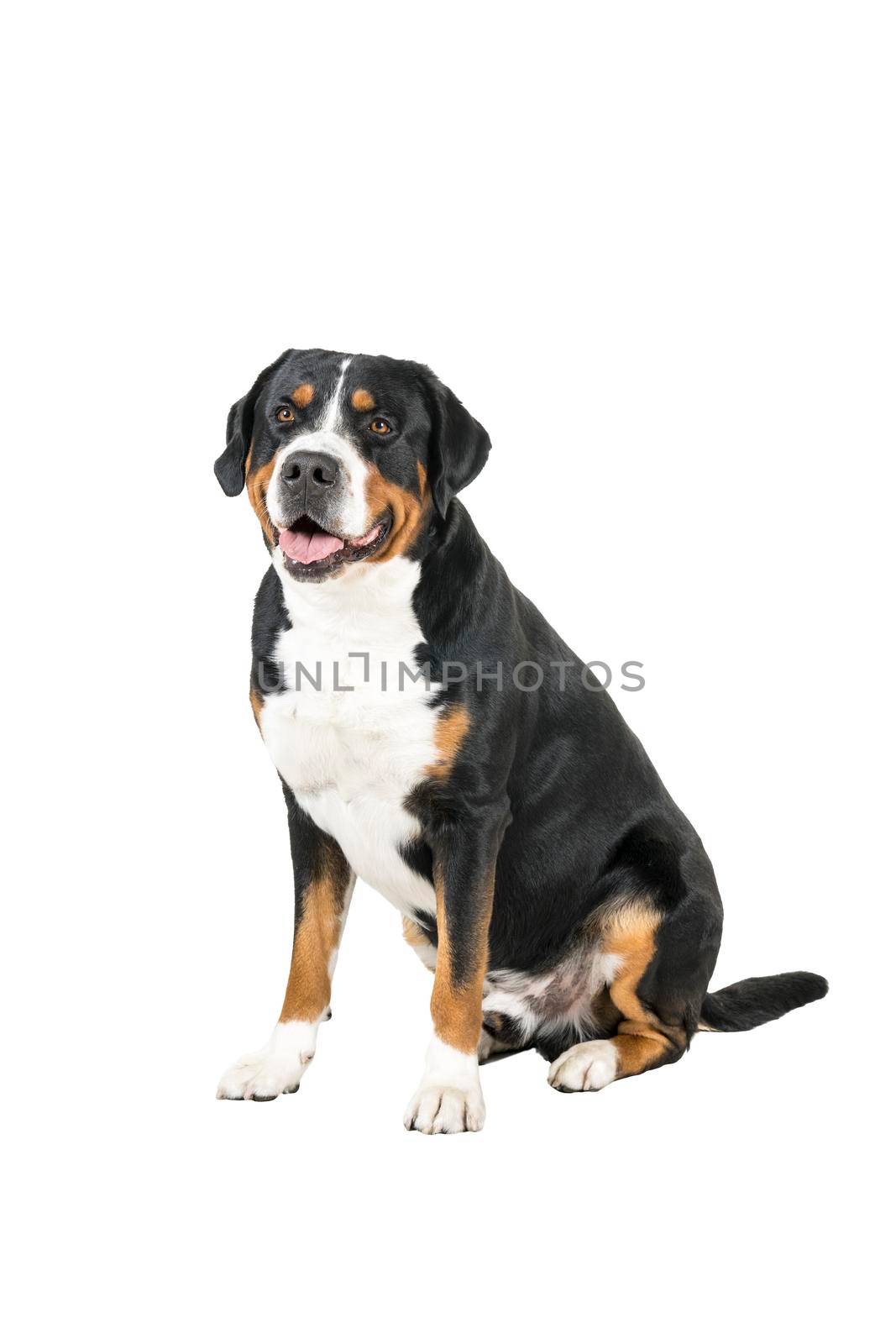 Greater Swiss Mountain Dog sitting side ways and looking next to the camera by LeoniekvanderVliet