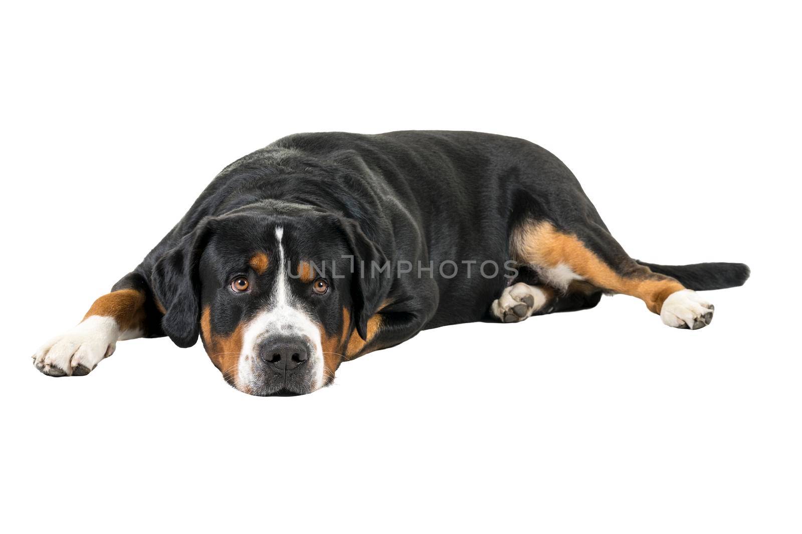 A Greater Swiss Mountain Dog lying down sideways and looking into the camera