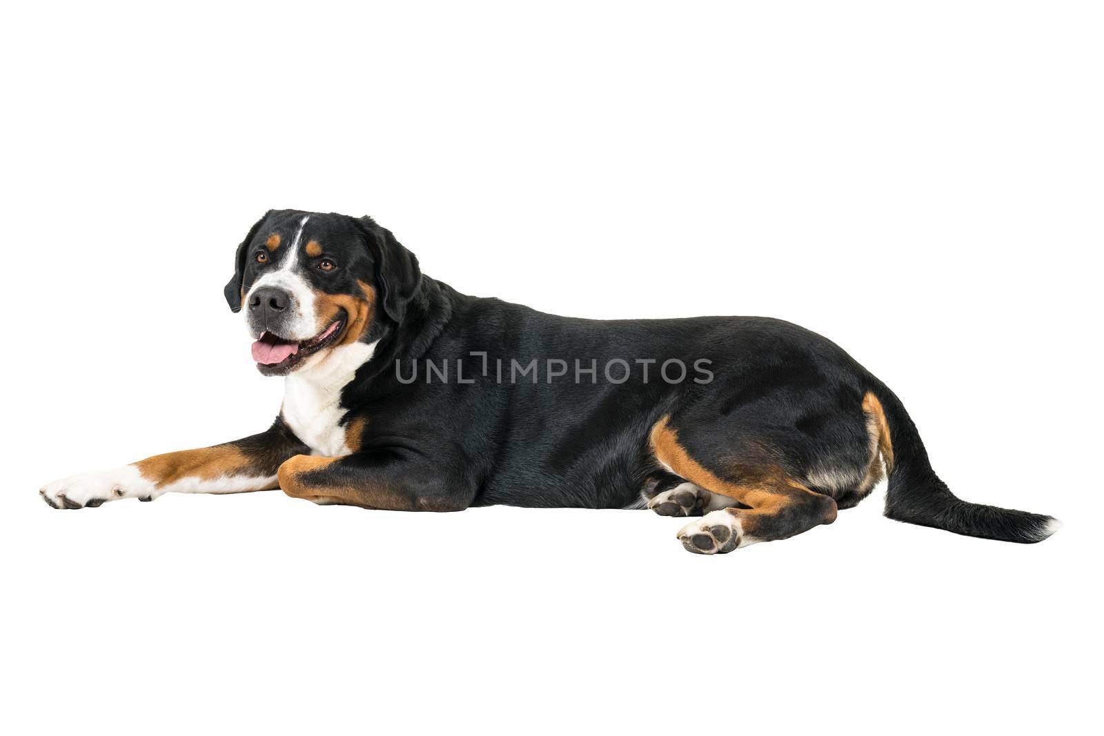 A Greater Swiss Mountain Dog lying down sideways and looking next to the camera