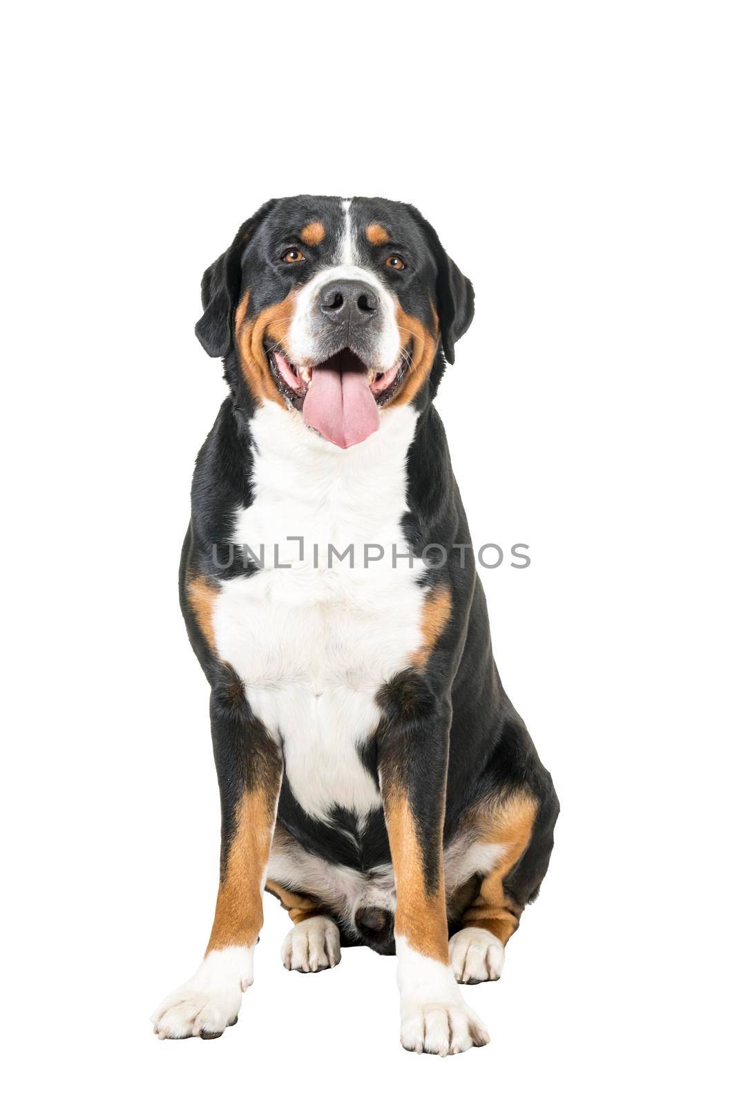 A Greater Swiss Mountain Dog sitting and looking into the camera