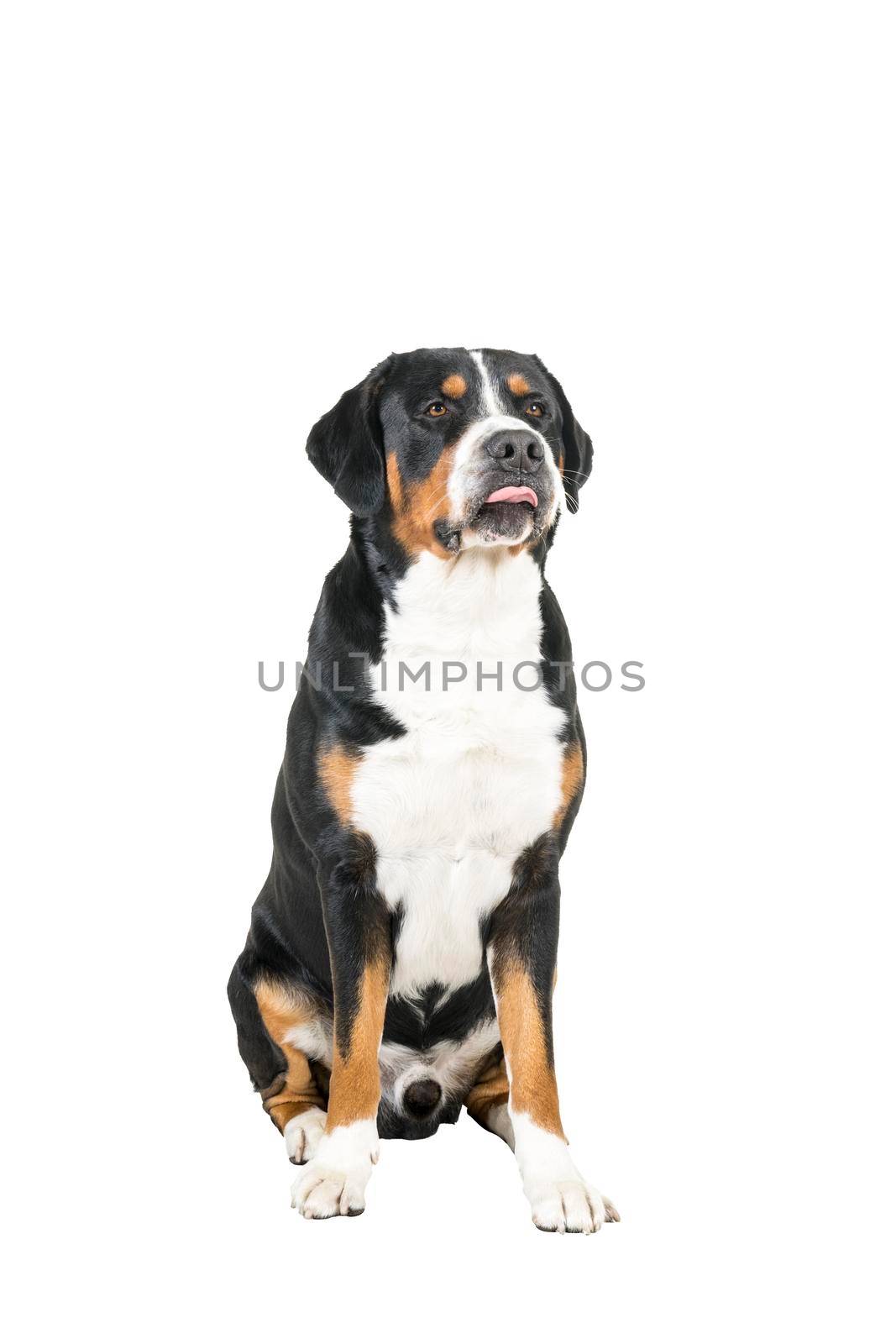 A Greater Swiss Mountain Dog sitting and looking up to the camera