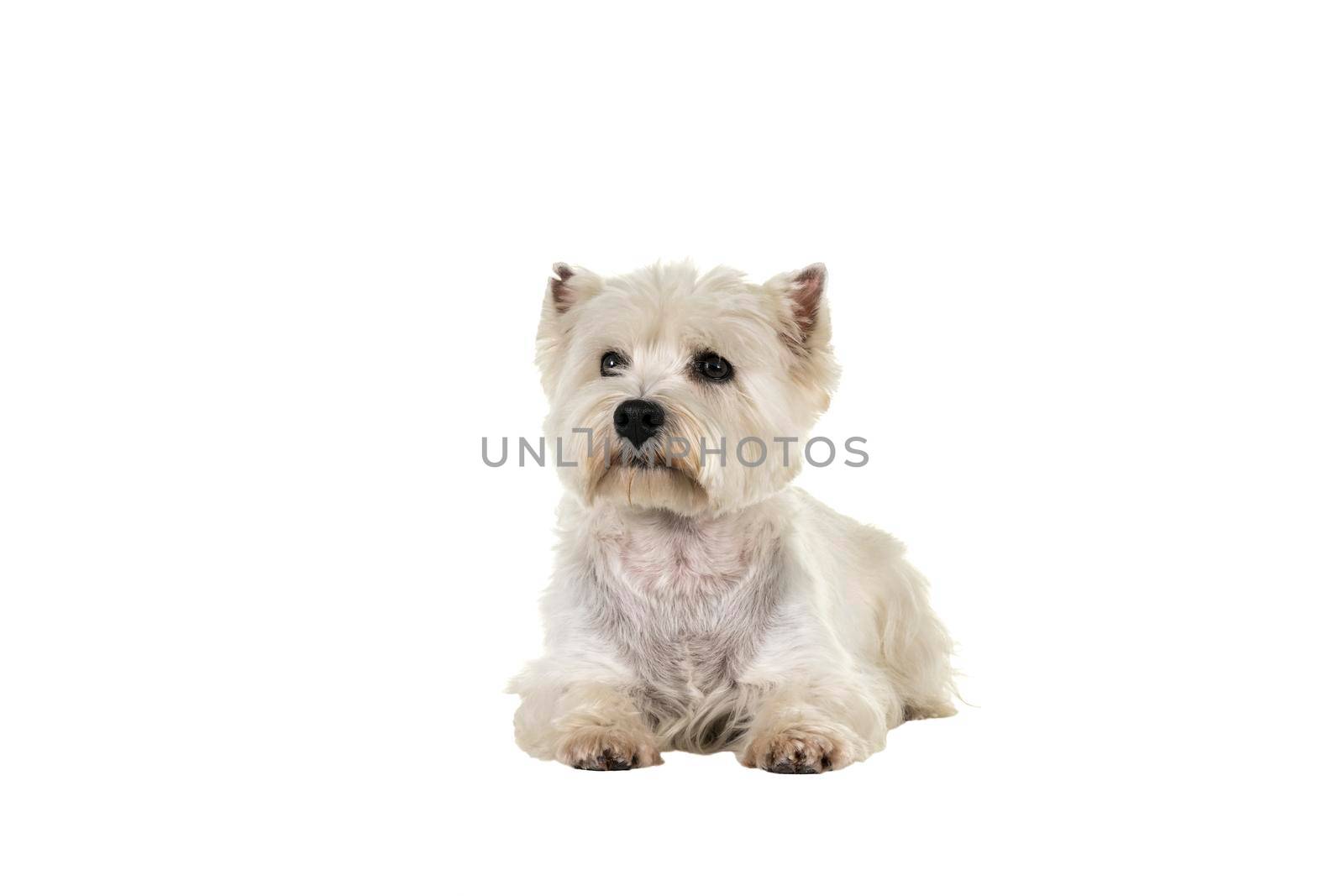 A white West Highland Terrier Westie lying down looking at camera isolated on a white background