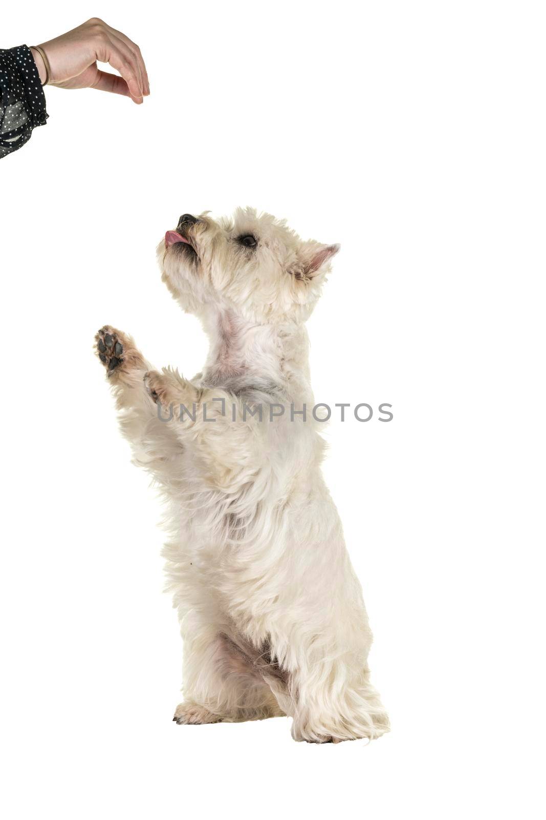 A white West Highland Terrier Westie lfull body standing up for a treat begging isolated on a white background