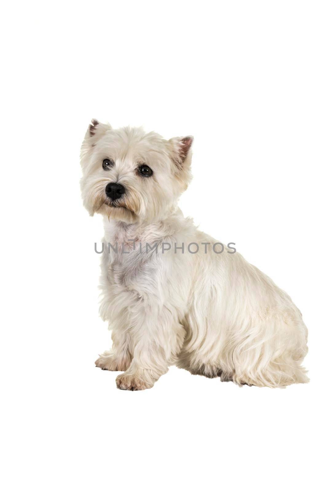 A white West Highland Terrier Westie sitting sideways looking at camera isolated on a white background