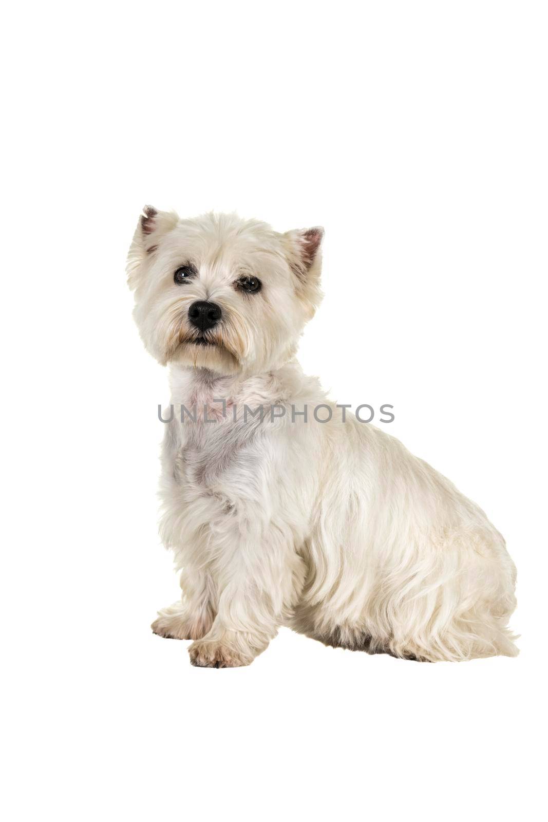 A white West Highland Terrier Westie sitting sideways looking at camera isolated on a white background