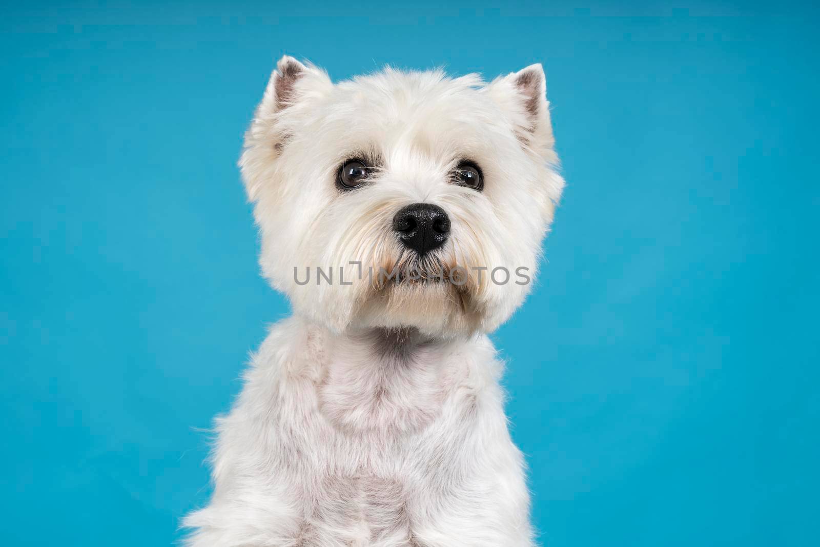 Portrait of a White West Highland Terrier Westie sitting looking at camera isolated on a baby blue background by LeoniekvanderVliet