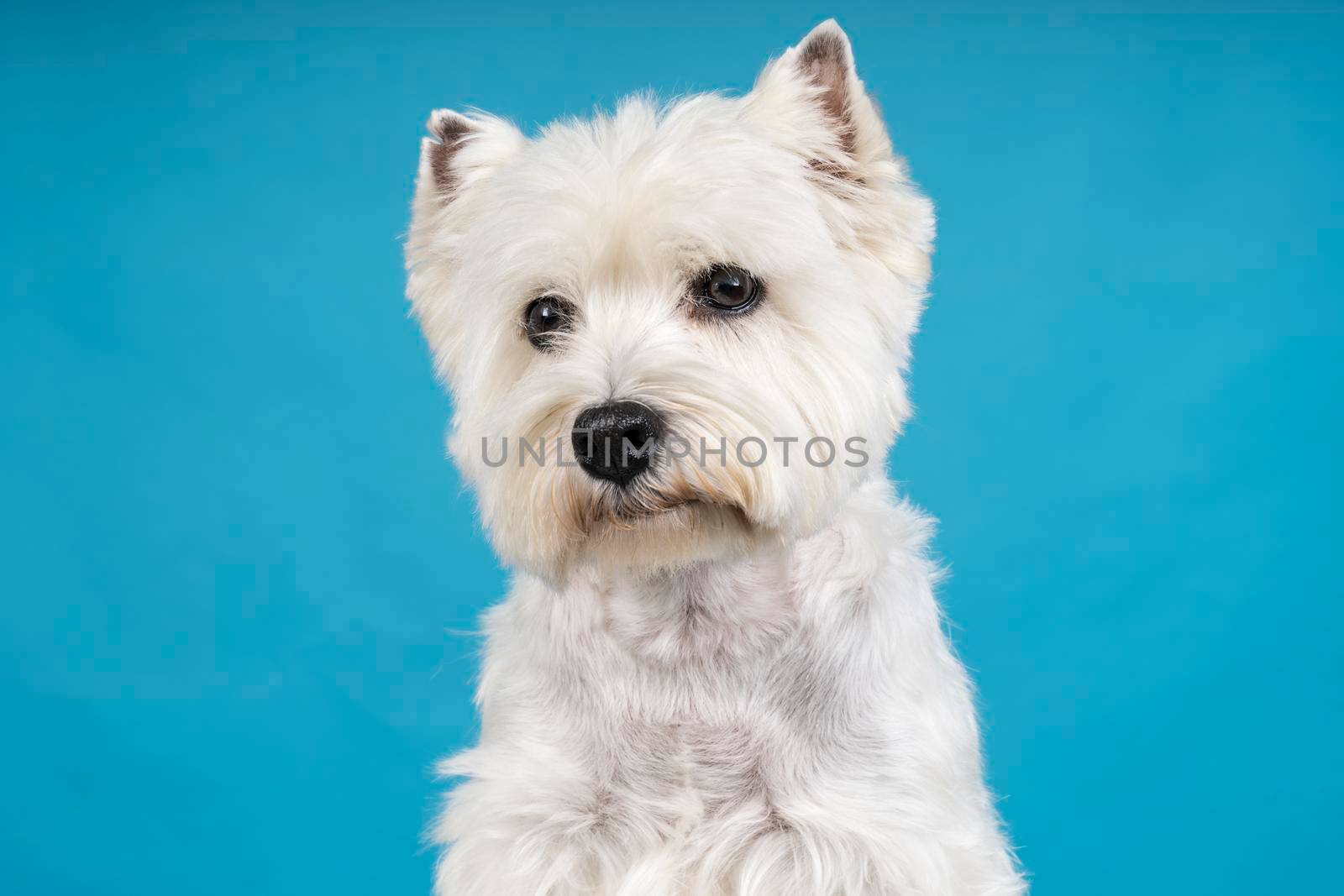 A Portrait of a White West Highland Terrier Westie sitting looking at camera isolated on a baby blue background