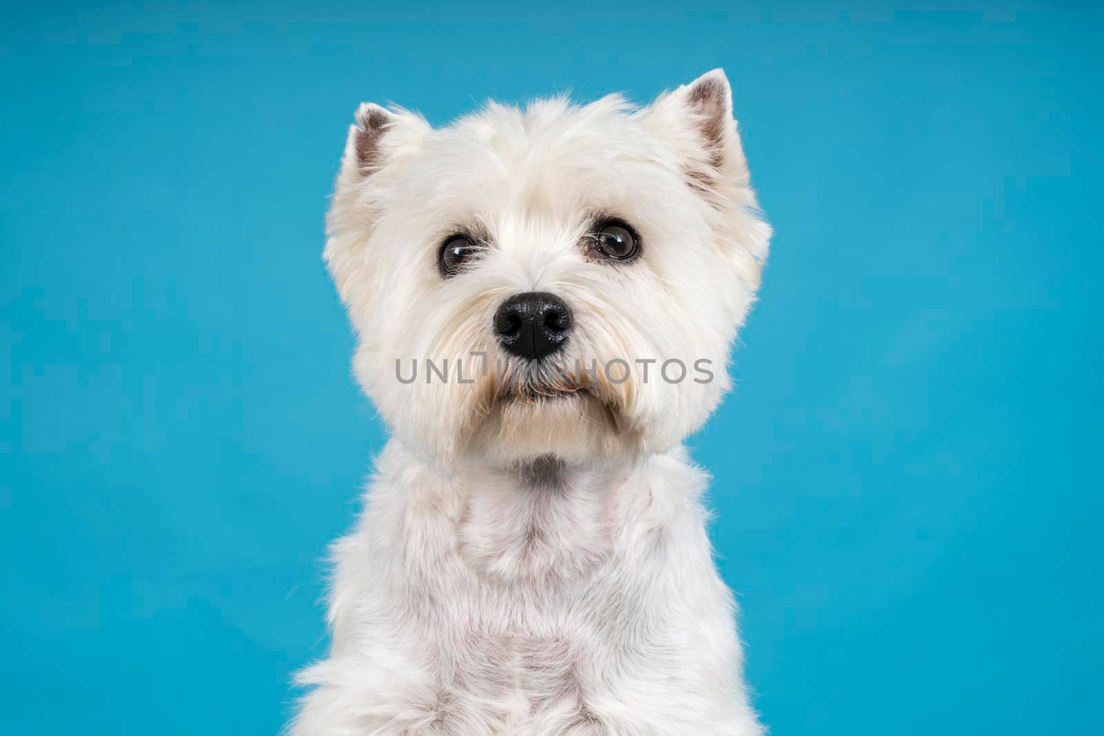 A Portrait of a White West Highland Terrier Westie sitting looking at camera isolated on a baby blue background