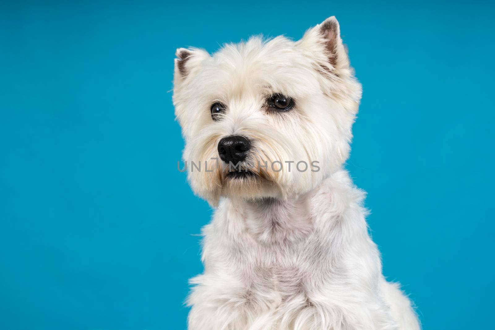 Portrait of a White West Highland Terrier Westie sitting looking at camera isolated on a baby blue background by LeoniekvanderVliet