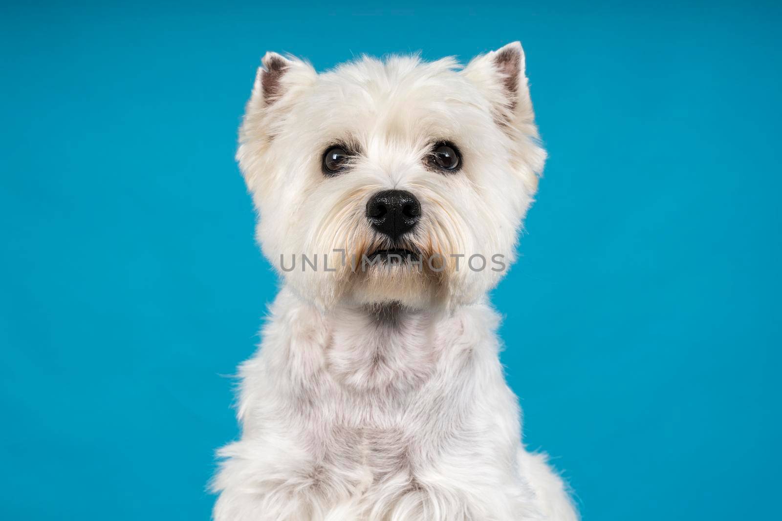 A Portrait of a White West Highland Terrier Westie sitting looking at camera isolated on a baby blue background