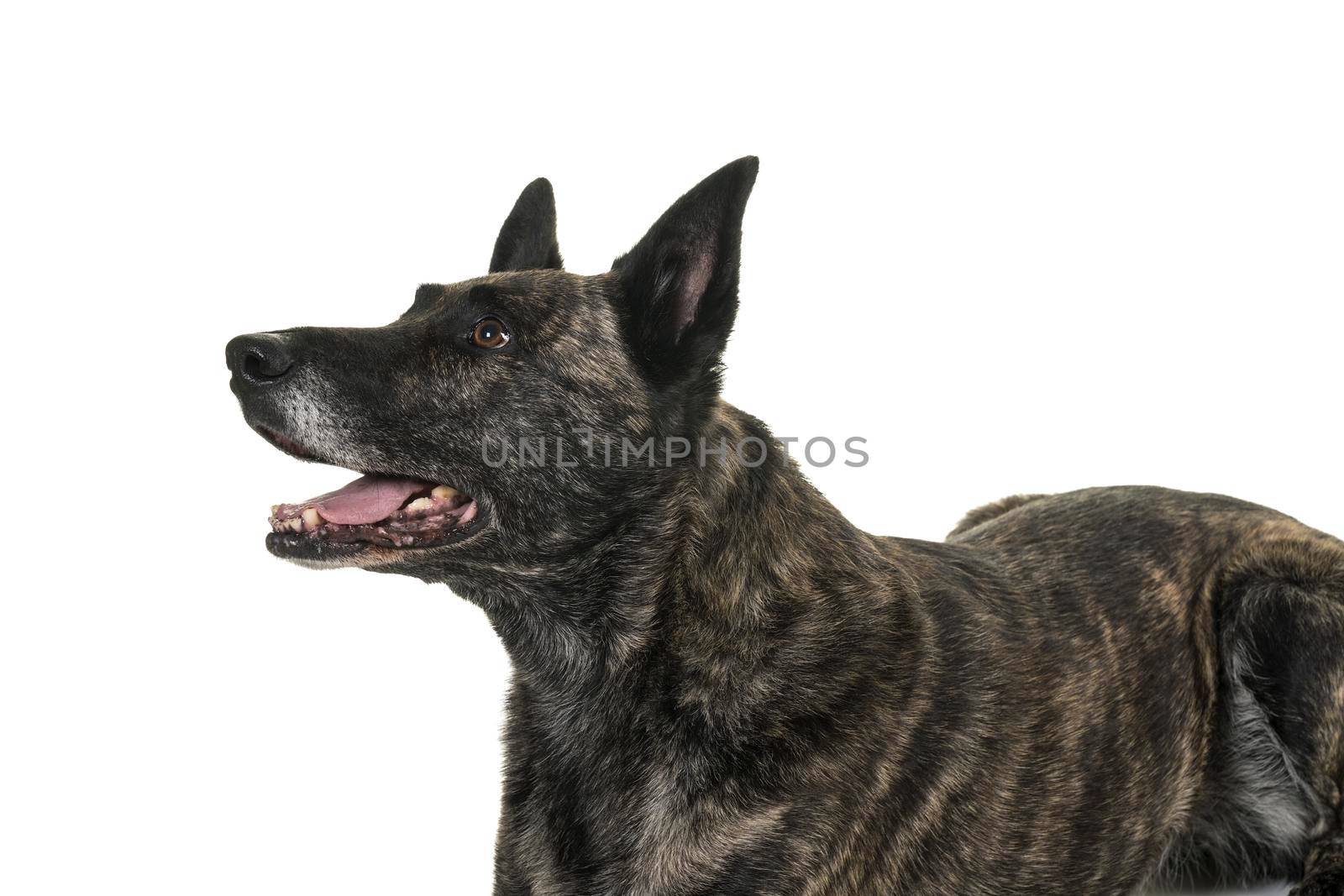 A portrait of the head of a Dutch Shepherd dog, brindle coloring, isolated on white background