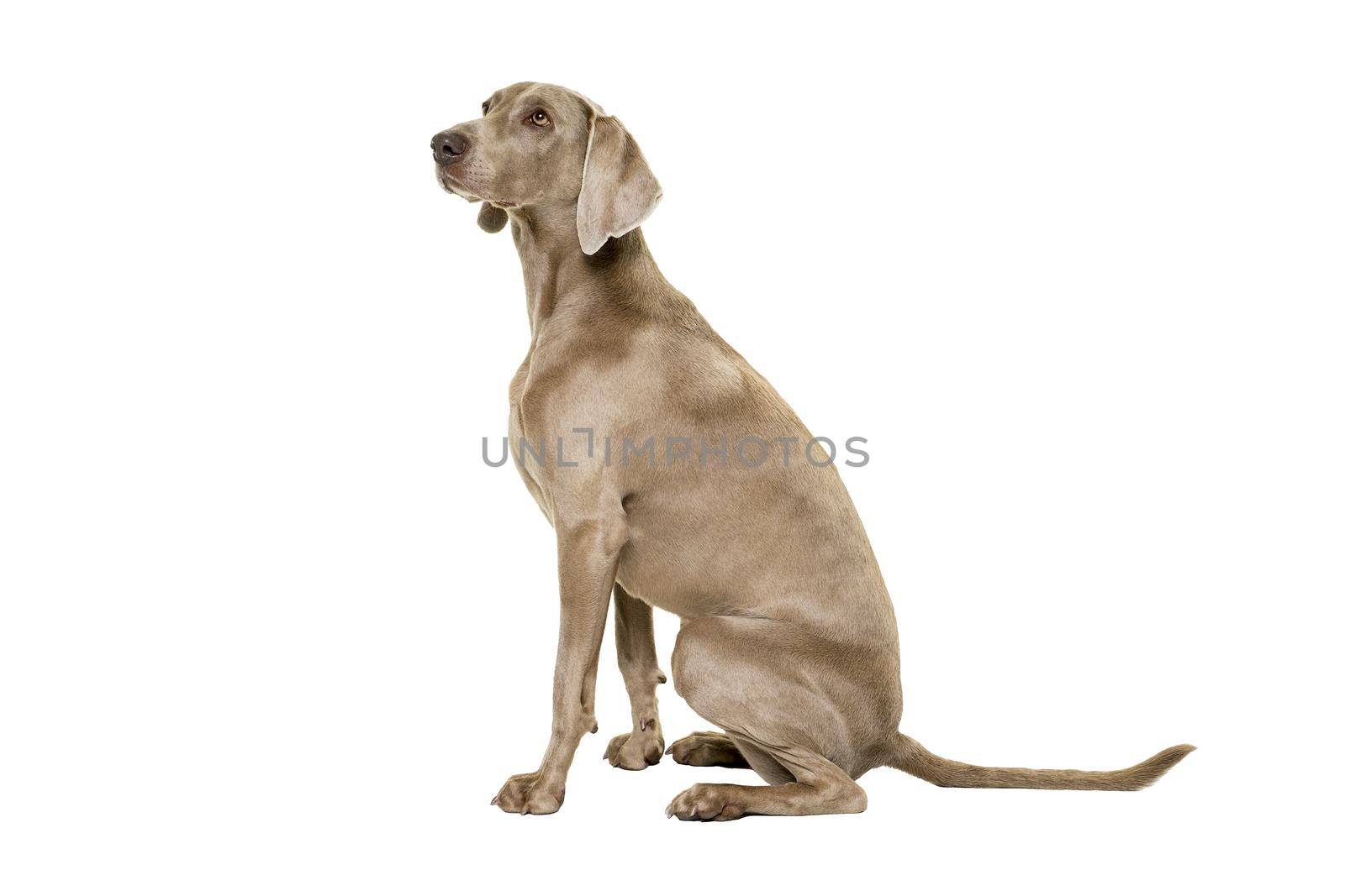 Weimaraner dog, female, sitting isolated on white background looking away sitting sideways by LeoniekvanderVliet