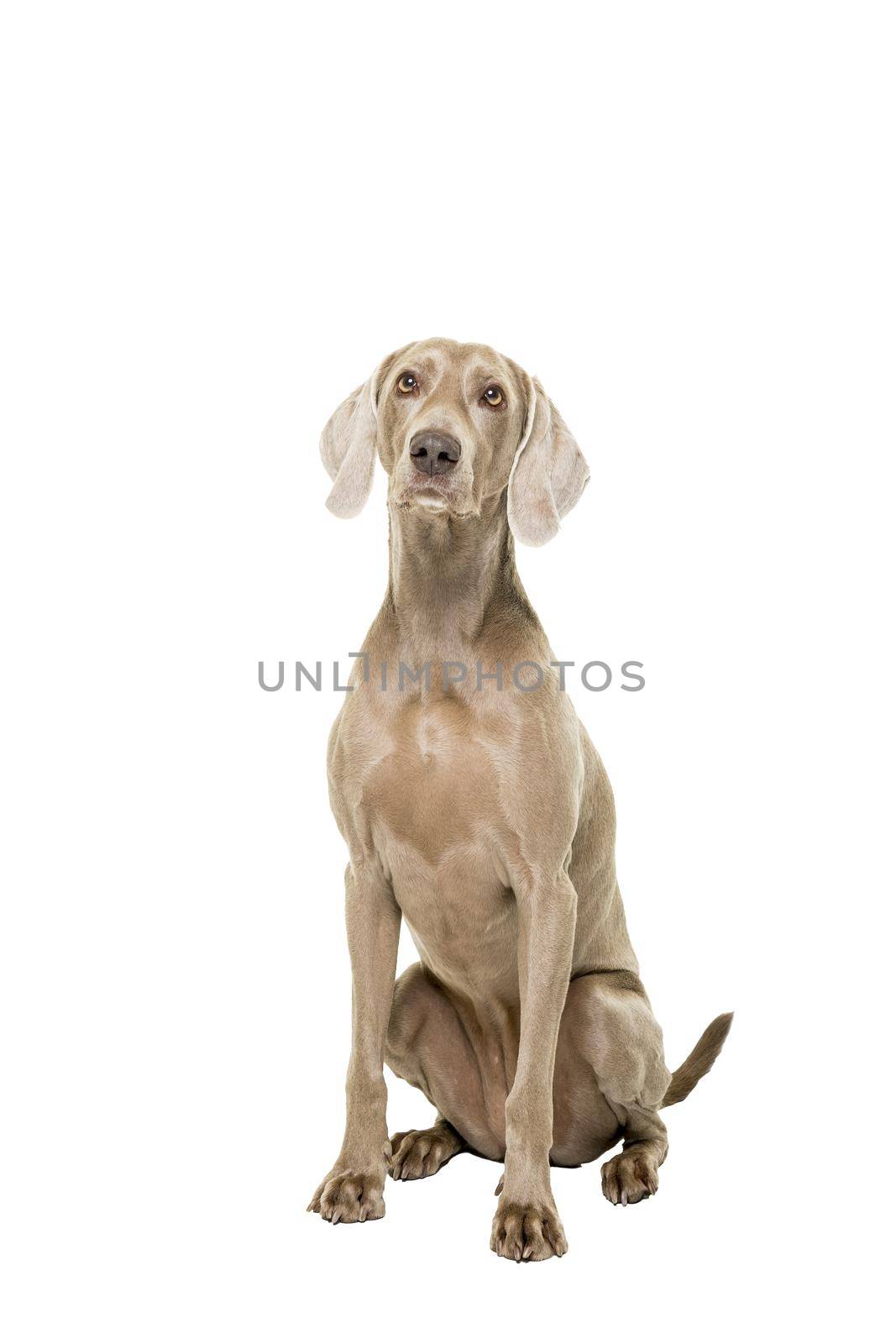 Weimaraner dog, female, sitting isolated on white background looking at the camera by LeoniekvanderVliet