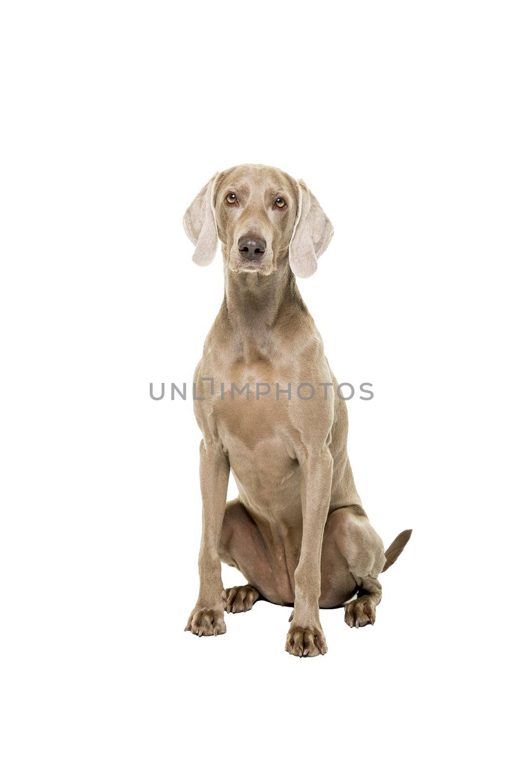 Weimaraner dog, female, sitting isolated on white background looking at the camera by LeoniekvanderVliet