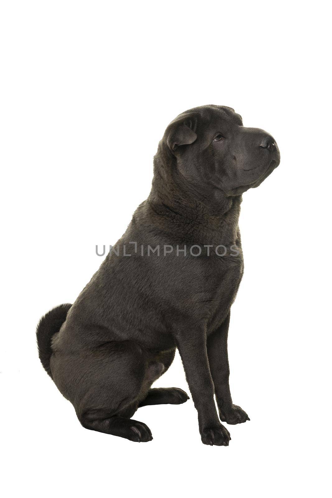 Sitting grey Shar Pei dog looking away isolated on a white background by LeoniekvanderVliet