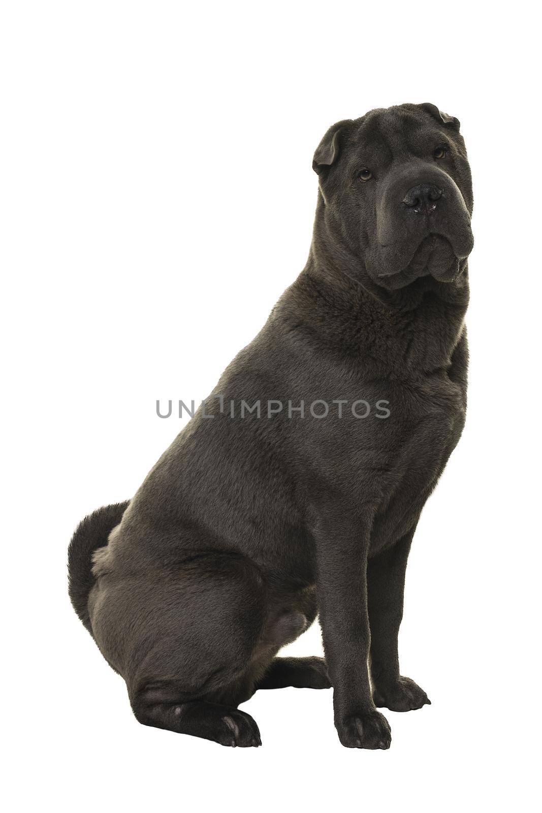 Sitting grey Shar Pei dog looking at the camera isolated on a white background by LeoniekvanderVliet