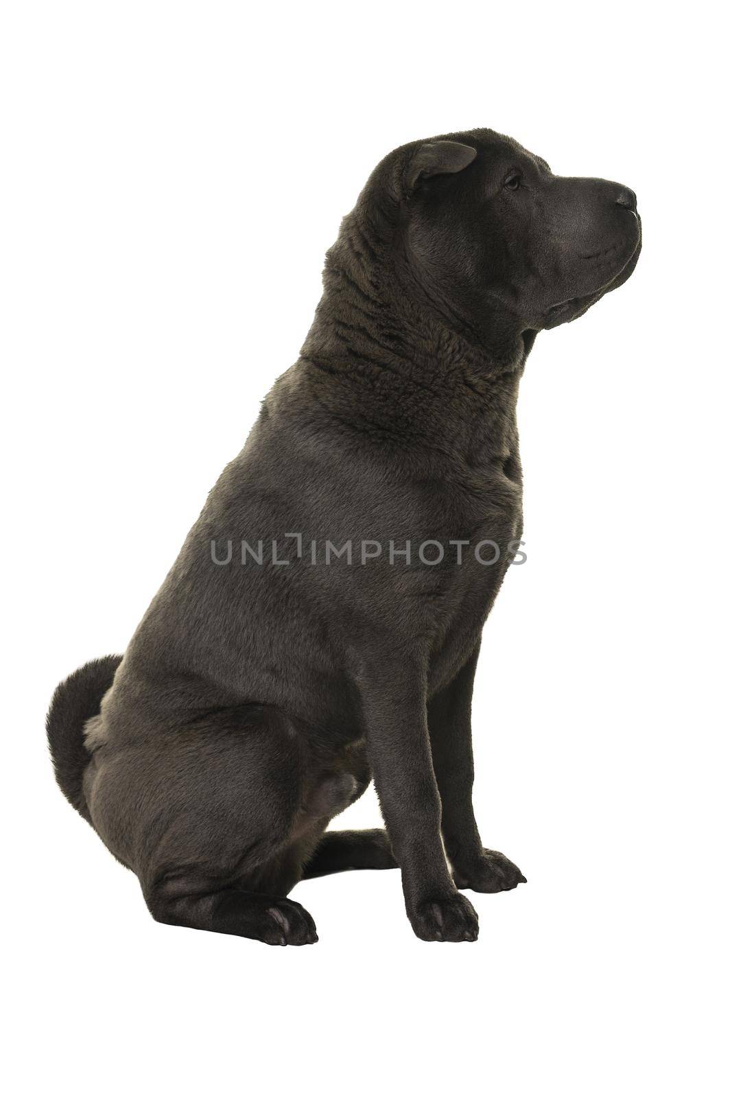 Sitting grey Shar Pei dog looking away isolated on white background
