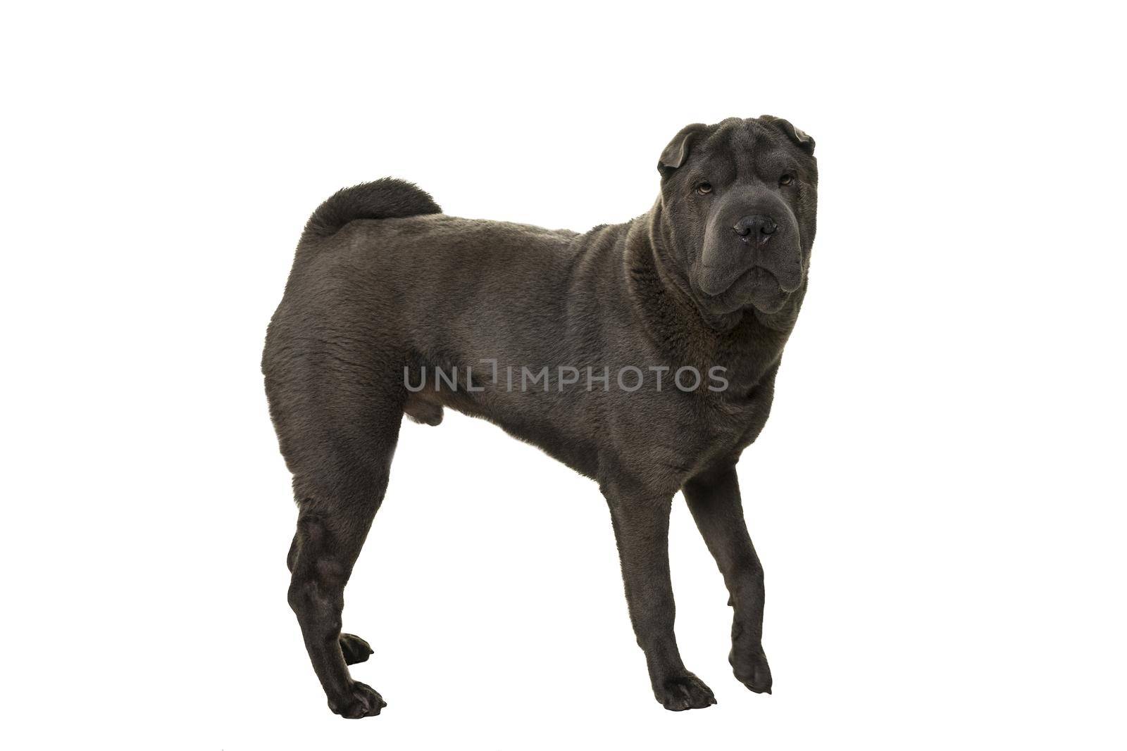 Standing grey Shar Pei dog looking at the camera isolated on a white background by LeoniekvanderVliet