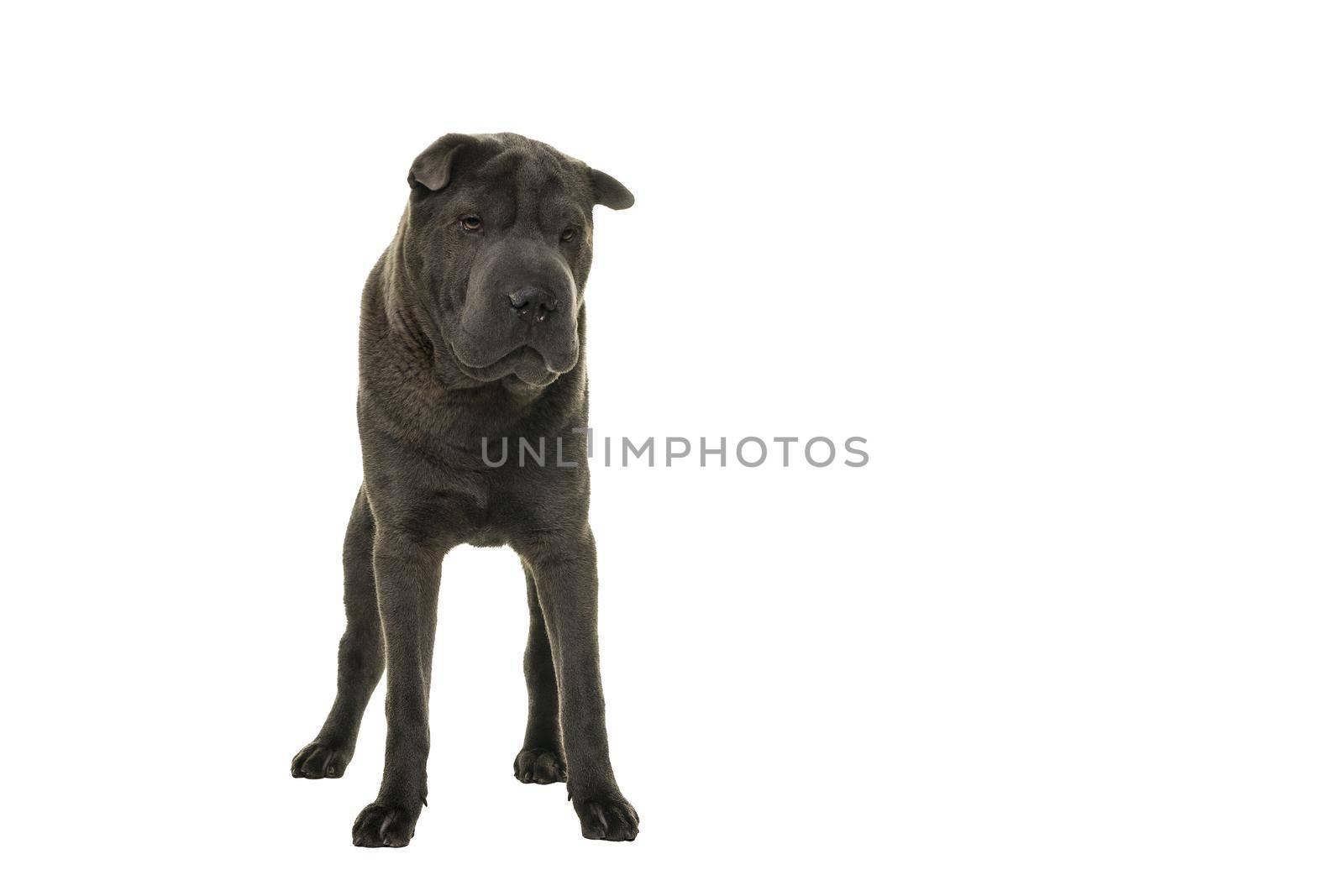 Standing grey Shar Pei dog looking at the camera isolated on a white background by LeoniekvanderVliet