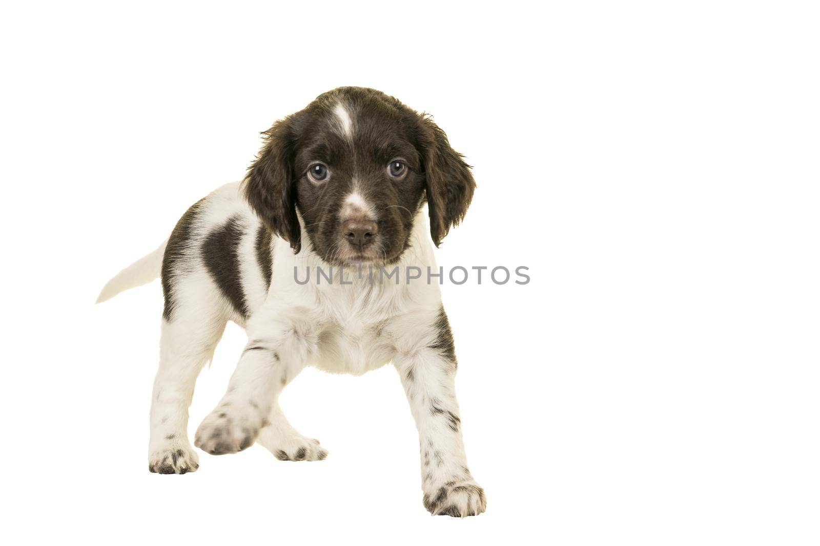 Cute Small Munsterlander Puppy standing on isolated on a white background paw up by LeoniekvanderVliet