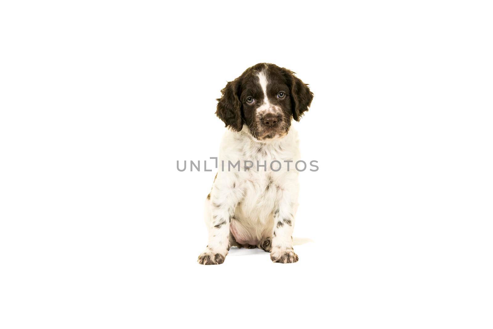 A Cute Small Munsterlander Puppy sitting on isolated on a white background