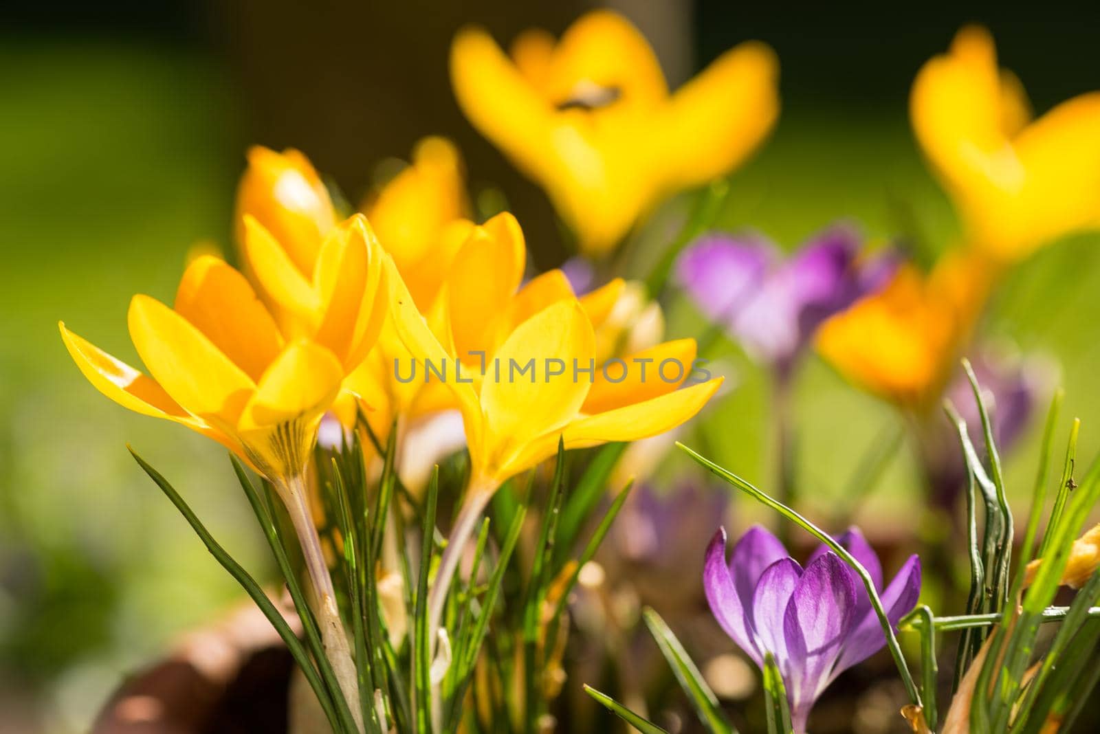 Vibrant yellow and purple spring crocusses in early morning sunlight by LeoniekvanderVliet