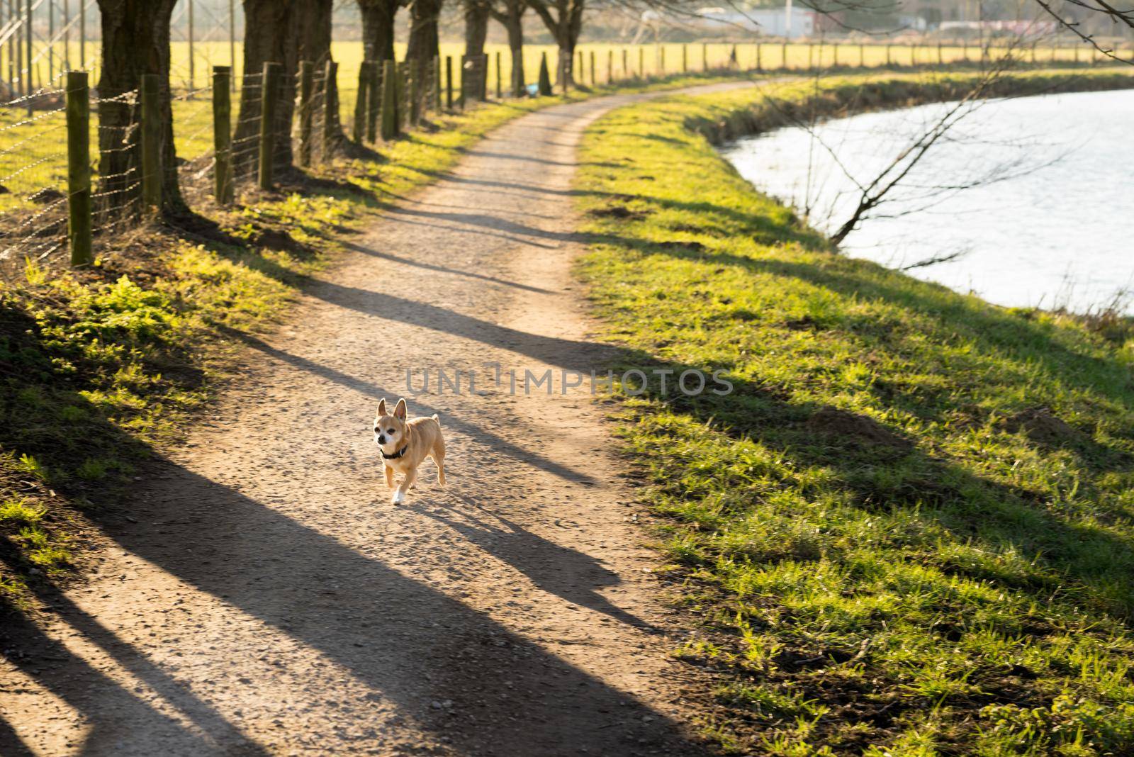 Little dog waiting for his boss on a path near the river in evening sun by LeoniekvanderVliet