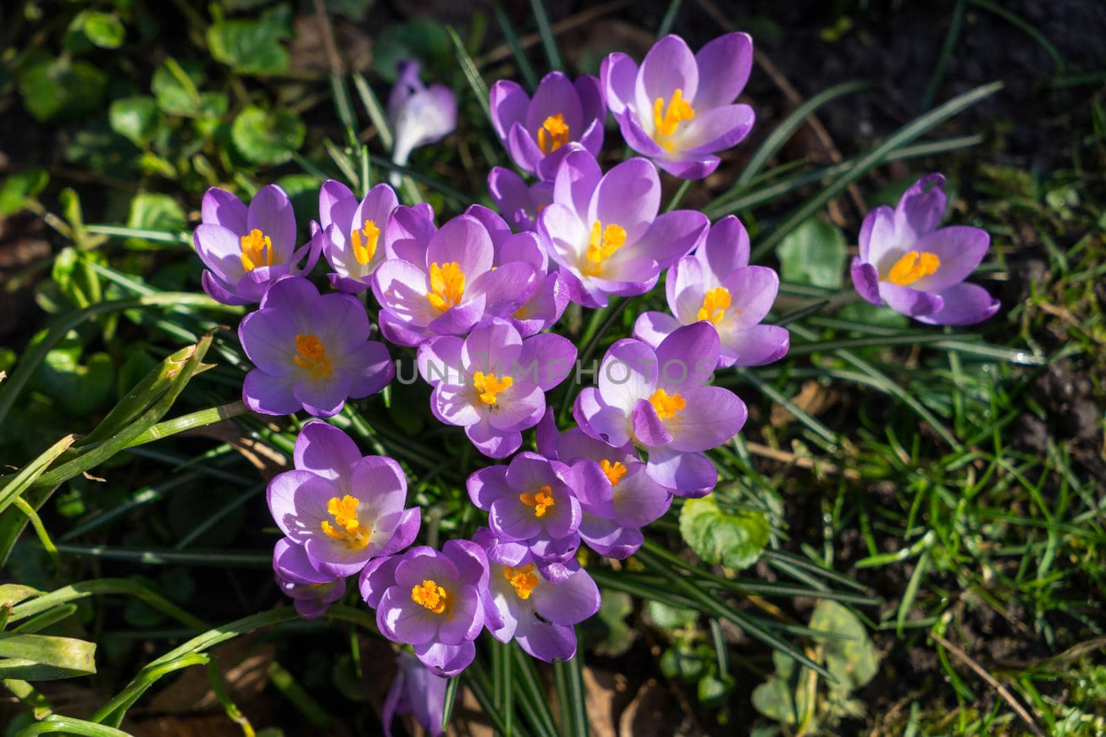 Vibrant purple with yellow hearts spring crocusses in early morning sunlight by LeoniekvanderVliet