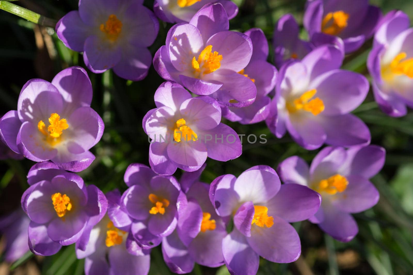 Vibrant purple with yellow hearts spring crocusses in early morning sunlight by LeoniekvanderVliet