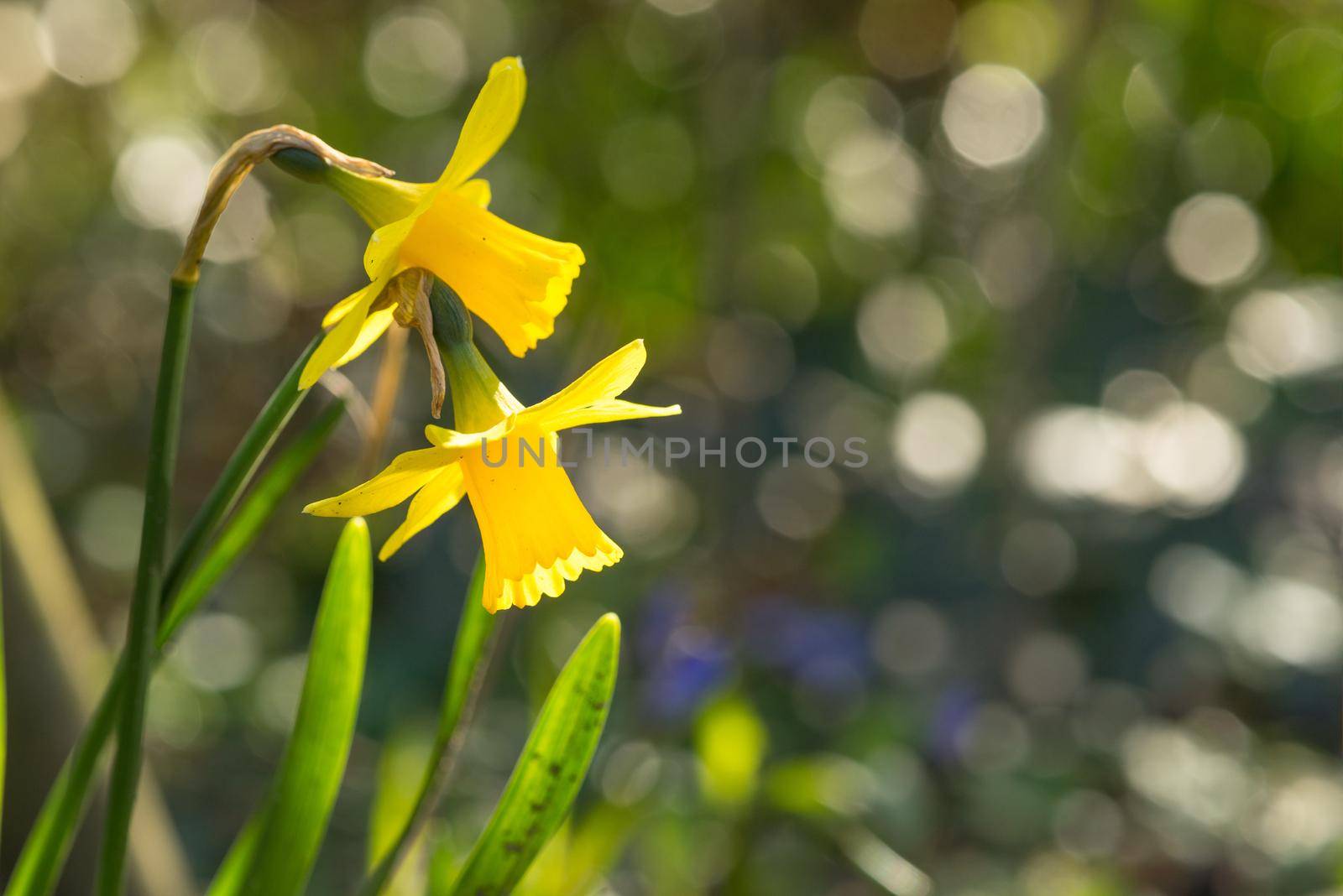 Macro close up of bright colored yellow daffodils in early spring light with a bohek in the background