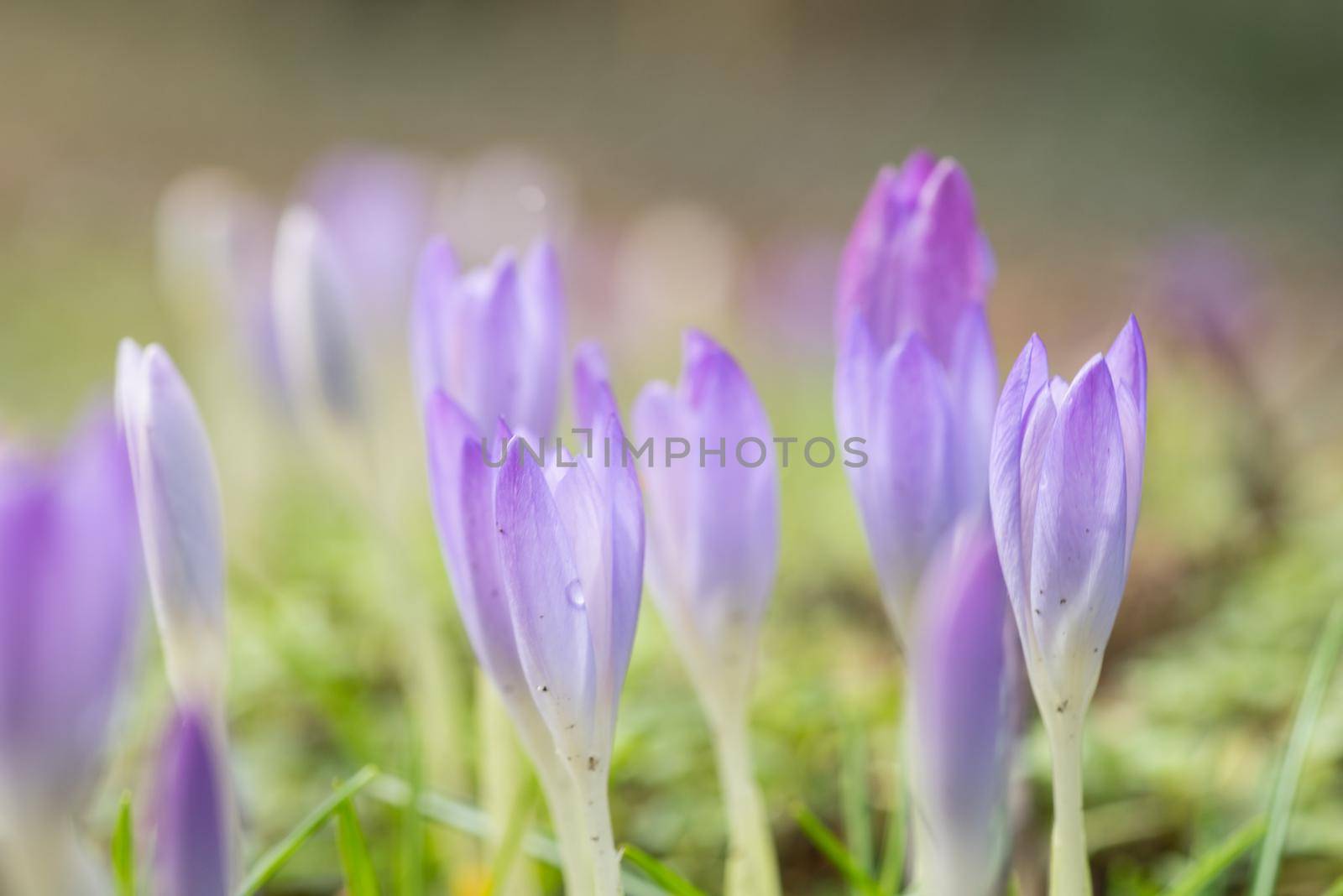 Vibrant spring crocusses in early morning sunlight