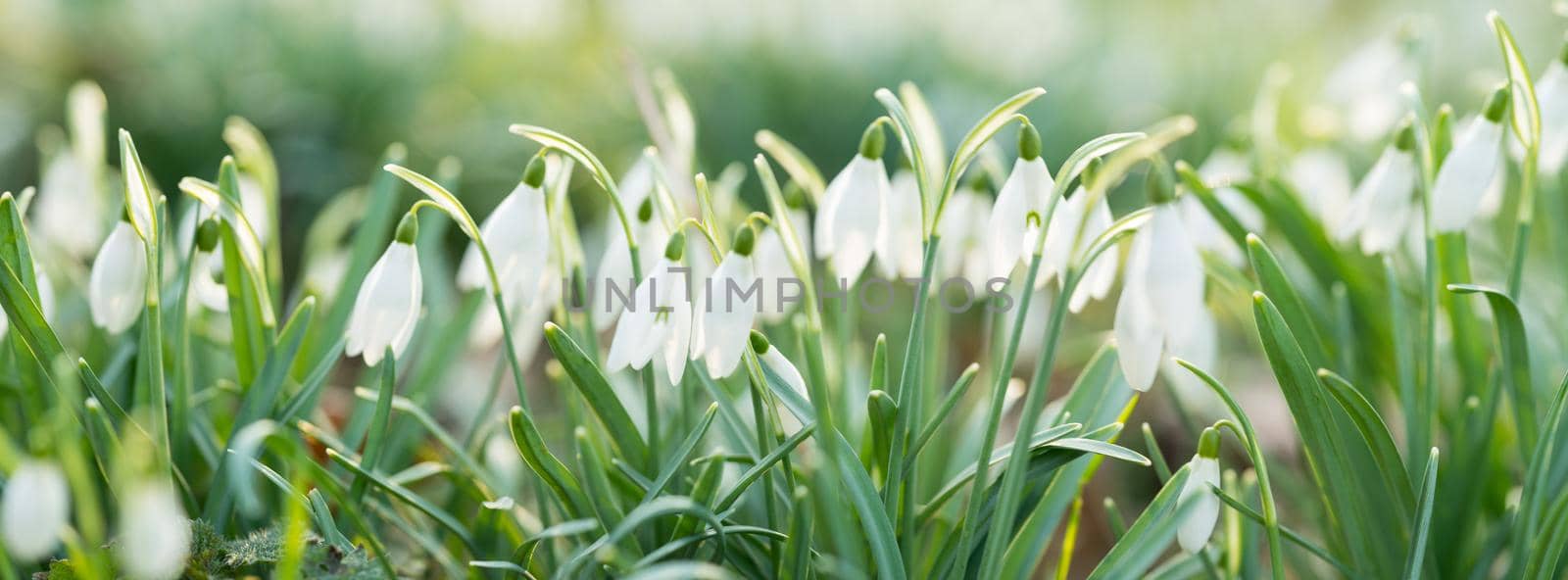 A closeup of a group of snowbells standing in the sunlight with a bokeh background in a forest at springtime panorama