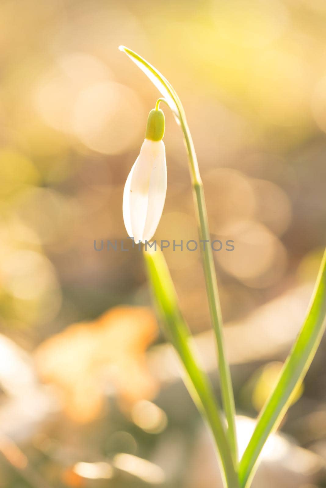 Closeup of a snowbell standing in the sunlight with a bokeh background in a forest at springtime by LeoniekvanderVliet