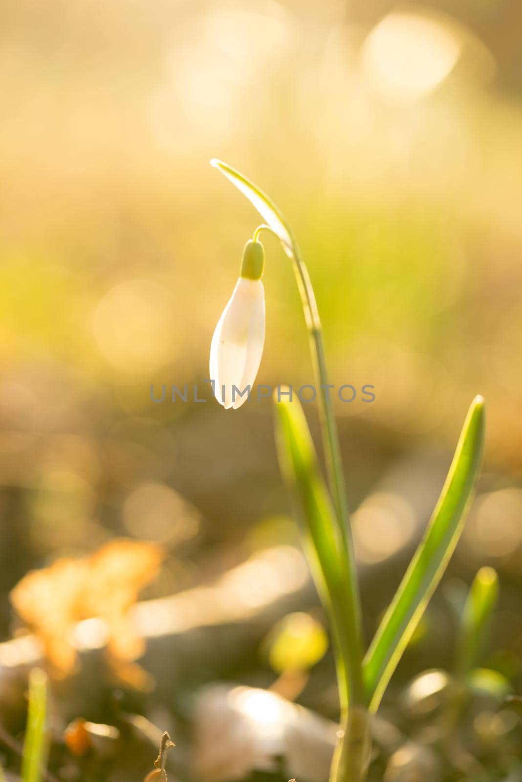 Closeup of a snowbell standing in the sunlight with a bokeh background in a forest at springtime by LeoniekvanderVliet